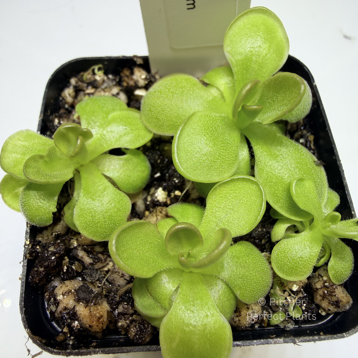 Pinguicula ‘Hanka’ - Pitcher Perfect Plants