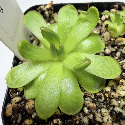 Pinguicula "Plum Fairy" - Pitcher Perfect Plants