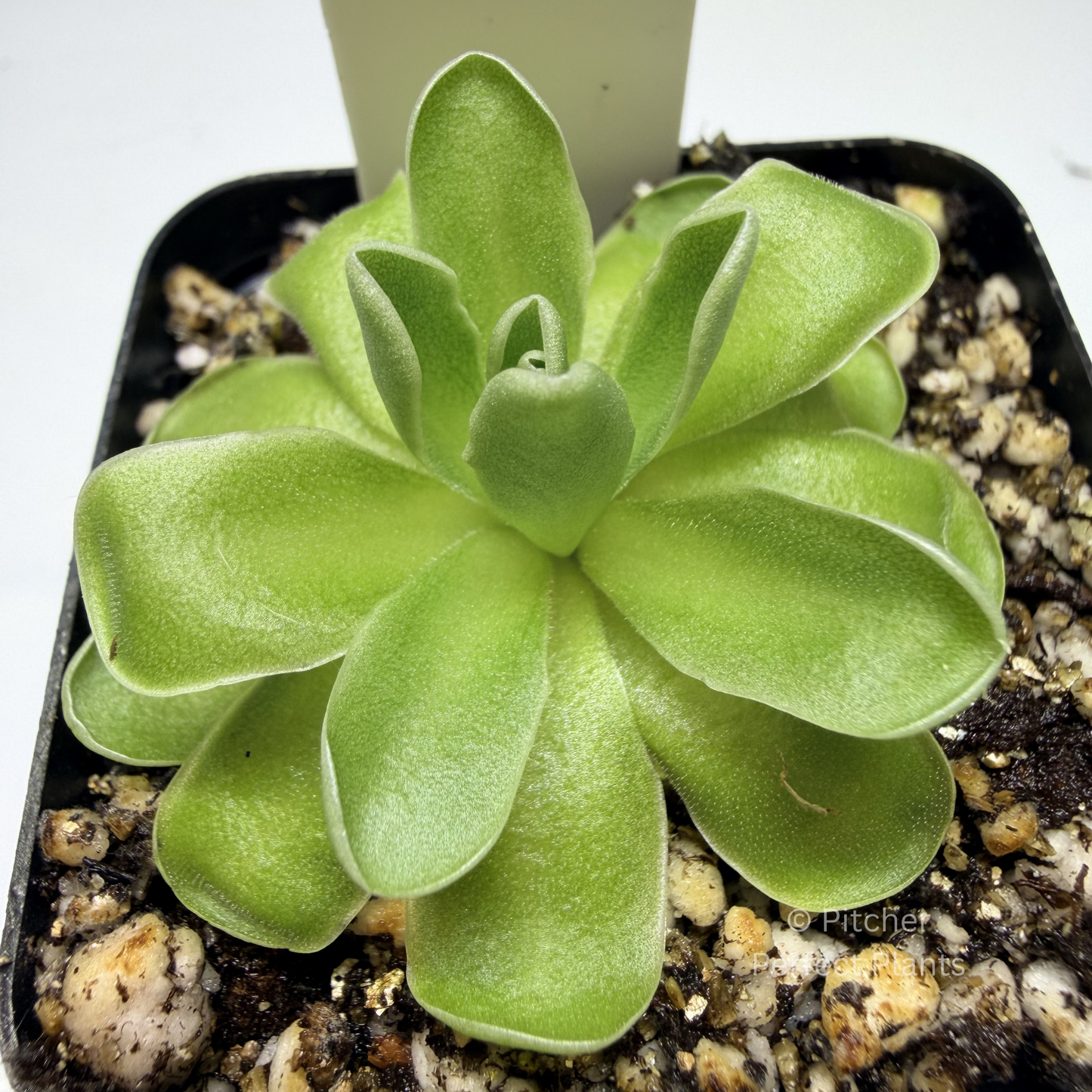 Pinguicula ehlersiae "Cotton Candy" - Pitcher Perfect Plants