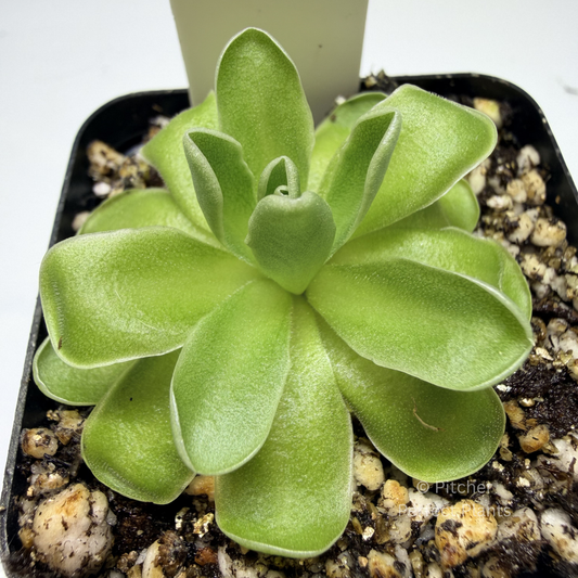 Pinguicula ehlersiae "Cotton Candy" - Pitcher Perfect Plants