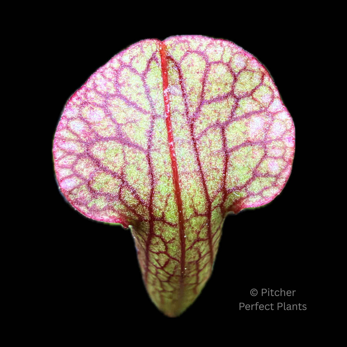 Sarracenia 'Judith Hindle' - Pitcher Perfect Plants
