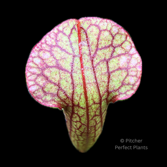 Sarracenia 'Judith Hindle' - Pitcher Perfect Plants