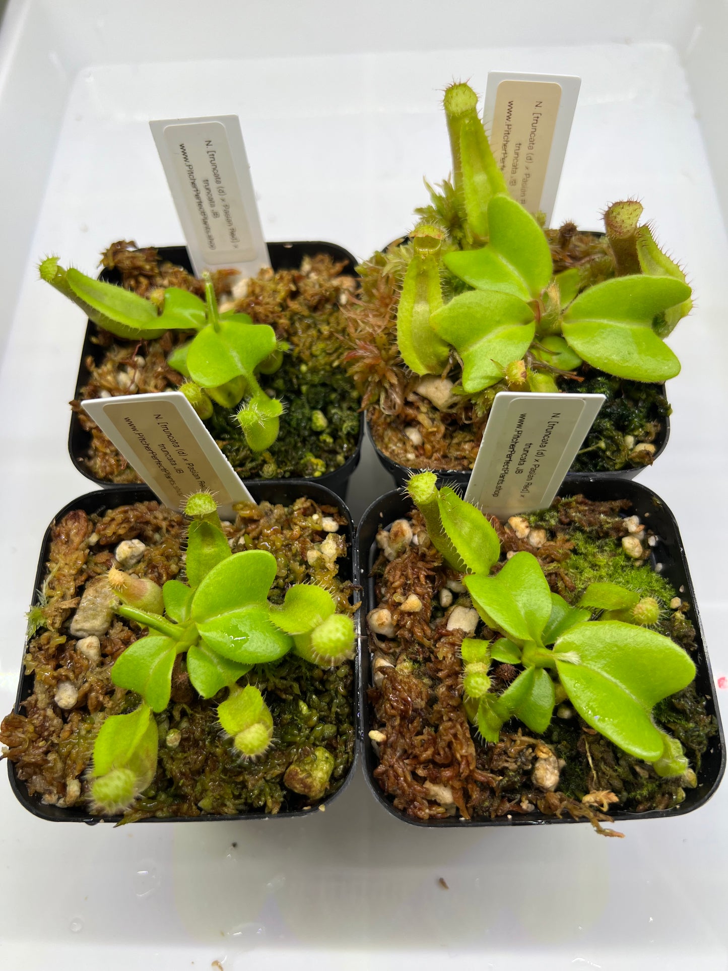 Nepenthes truncata [(d) × Pasian Red] × JB - Pitcher Perfect Plants