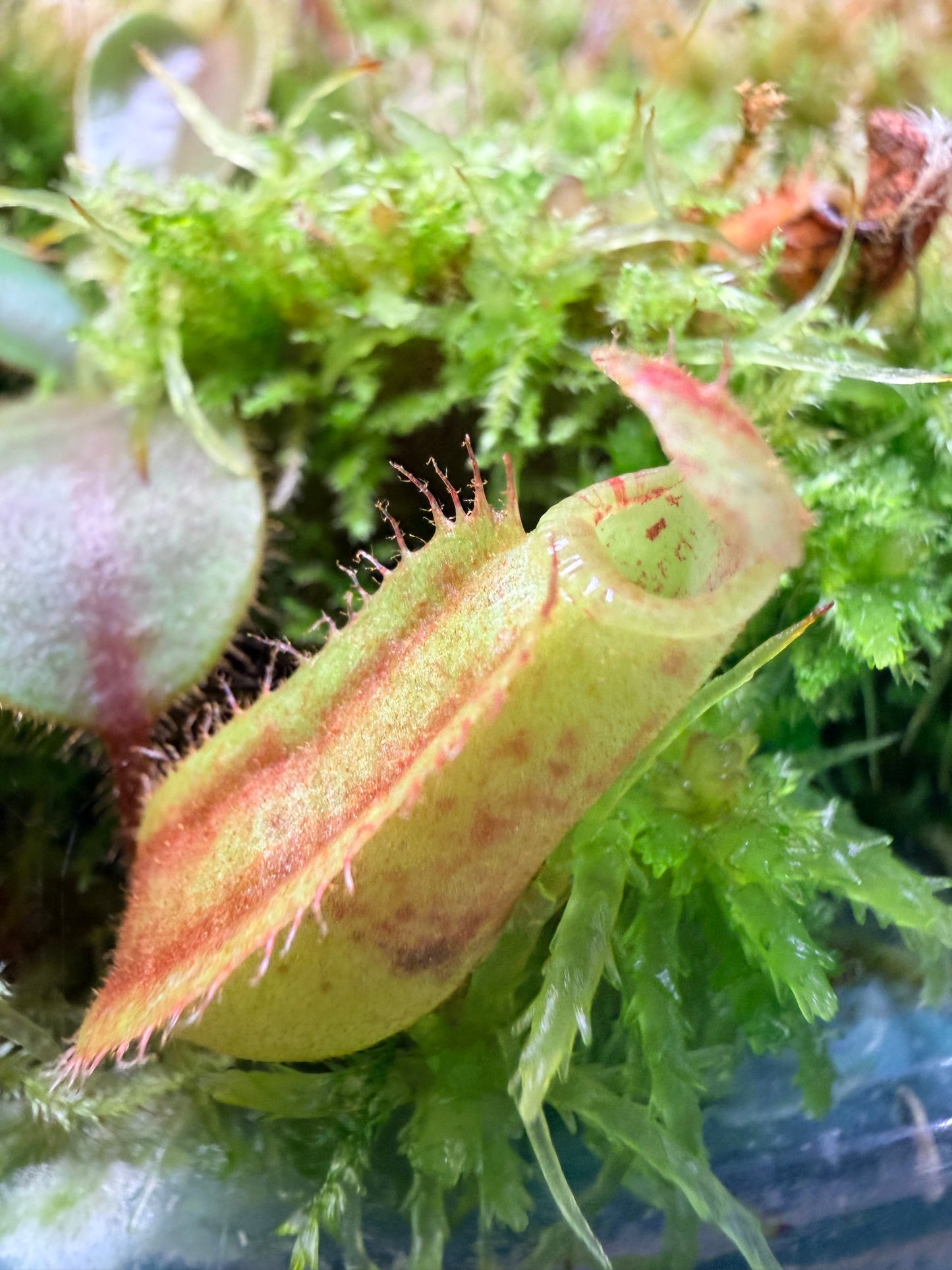 Nepenthes [(Song of Melancholy x veitchii) x veitchii "L15"] x veitchii 'Candy Dreams' - Pitcher Perfect Plants