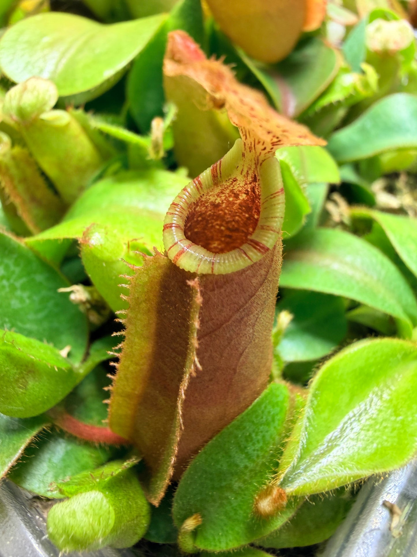 Nepenthes (Song of Melancholy x veitchii Pink Candy Cane) x veitchii (Akazukin x Bareo) - Pitcher Perfect Plants