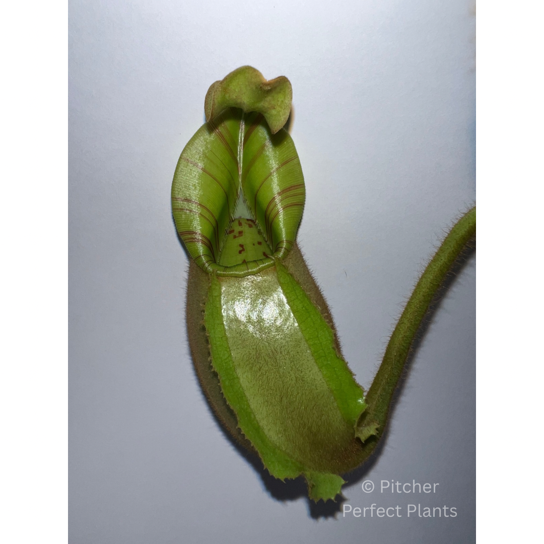 Nepenthes veitchii Bareo, BE-3734 - Pitcher Perfect Plants