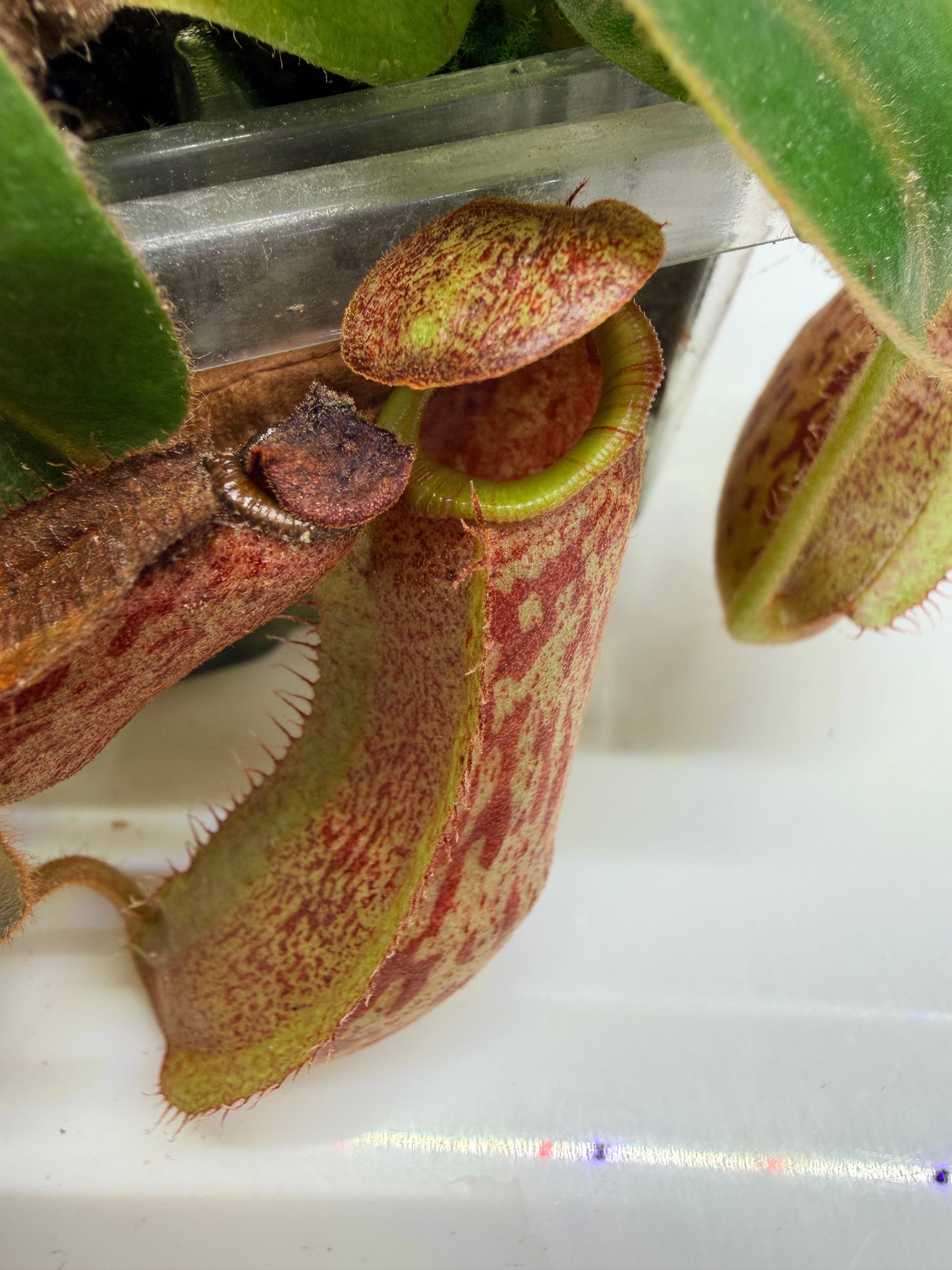 Nepenthes (platychila x vogelli) x veitchii 'Candy Dreams' - Pitcher Perfect Plants
