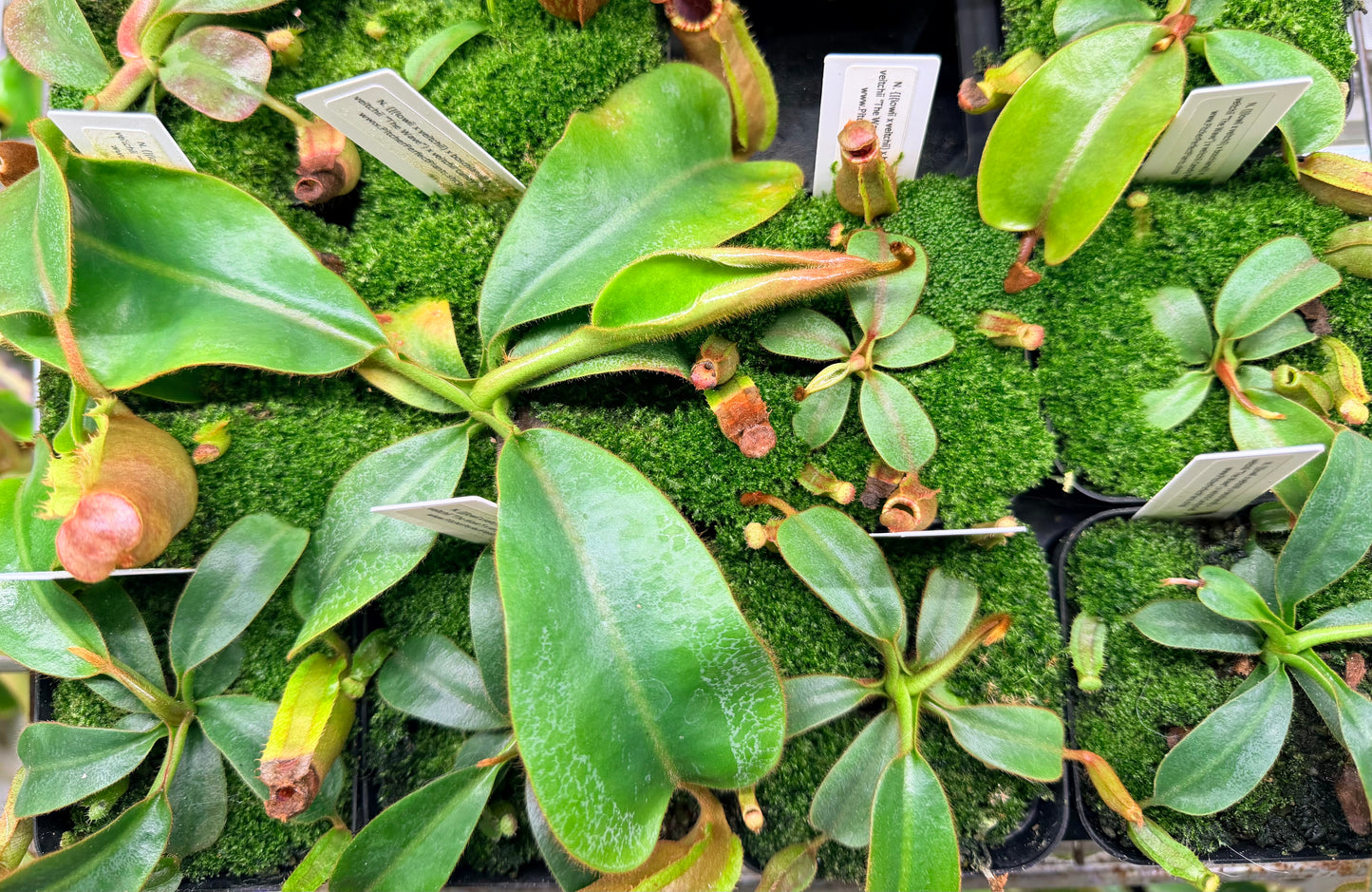 Nepenthes {[(lowii x veitchii) x boschiana)] x veitchii "The Wave"} x veitchii Candy Red - Pitcher Perfect Plants