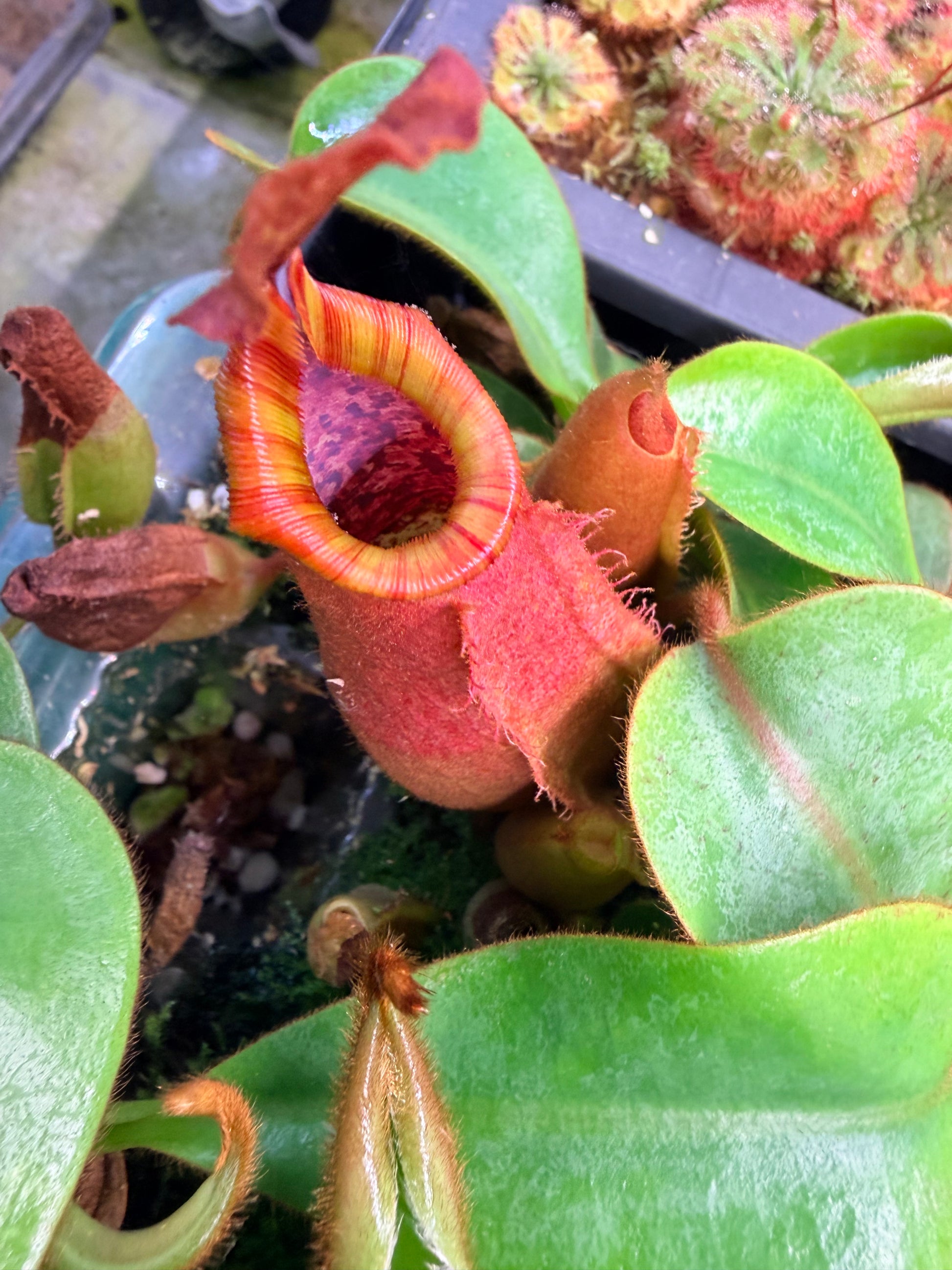 Nepenthes [(Song of Melancholy x veitchii) x veitchii "L15"] x veitchii 'Candy Dreams' - Pitcher Perfect Plants