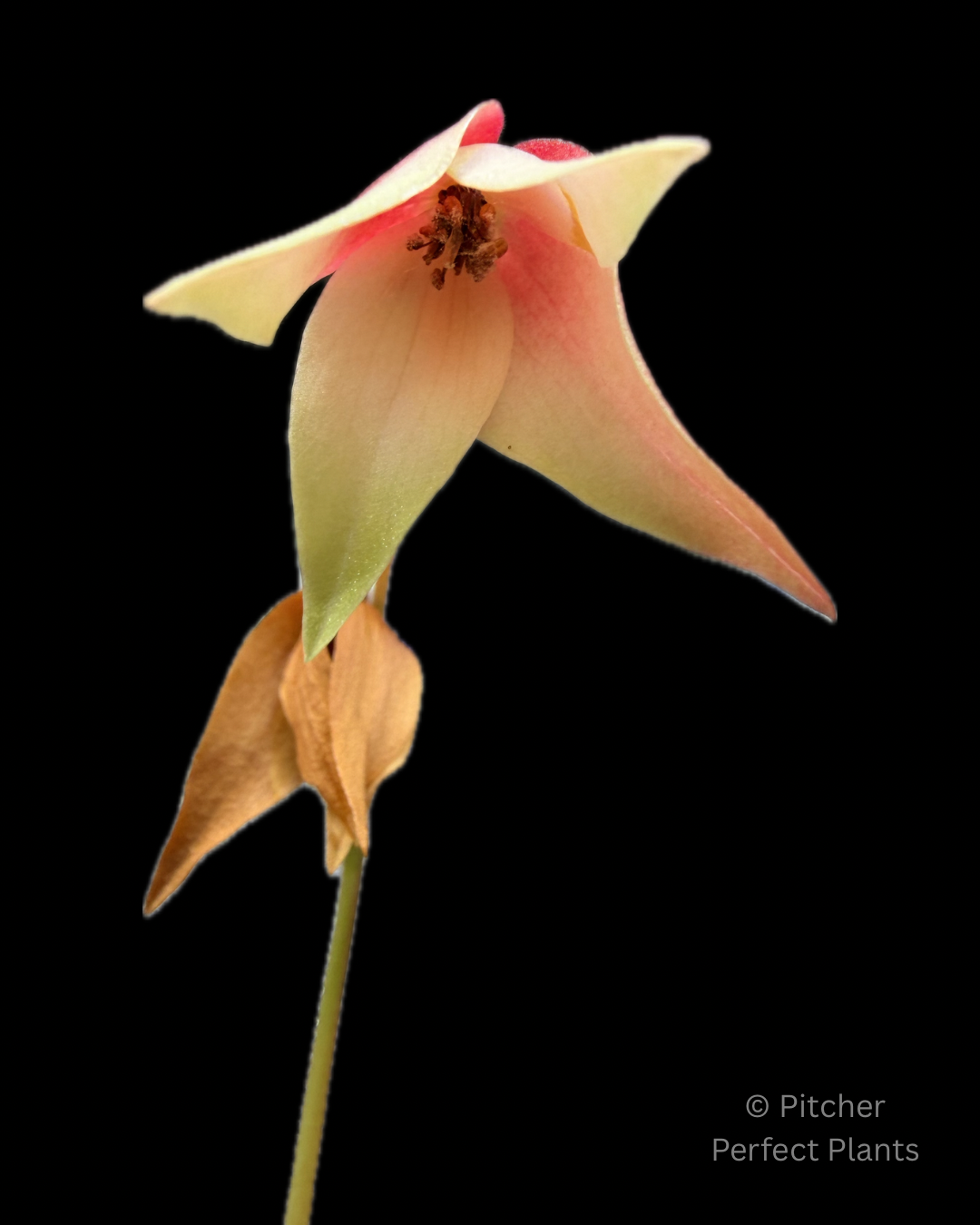Heliamphora minor Big Orange - Pitcher Perfect Plants