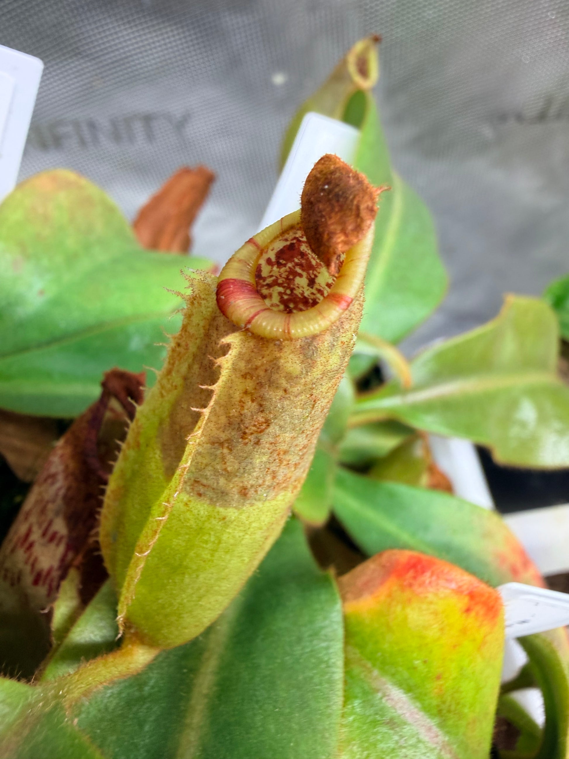 nepenthes pedal Nepenthes ('Splendid Diana' x platychila) x veitchii 'Candy Dreams' Seed pod