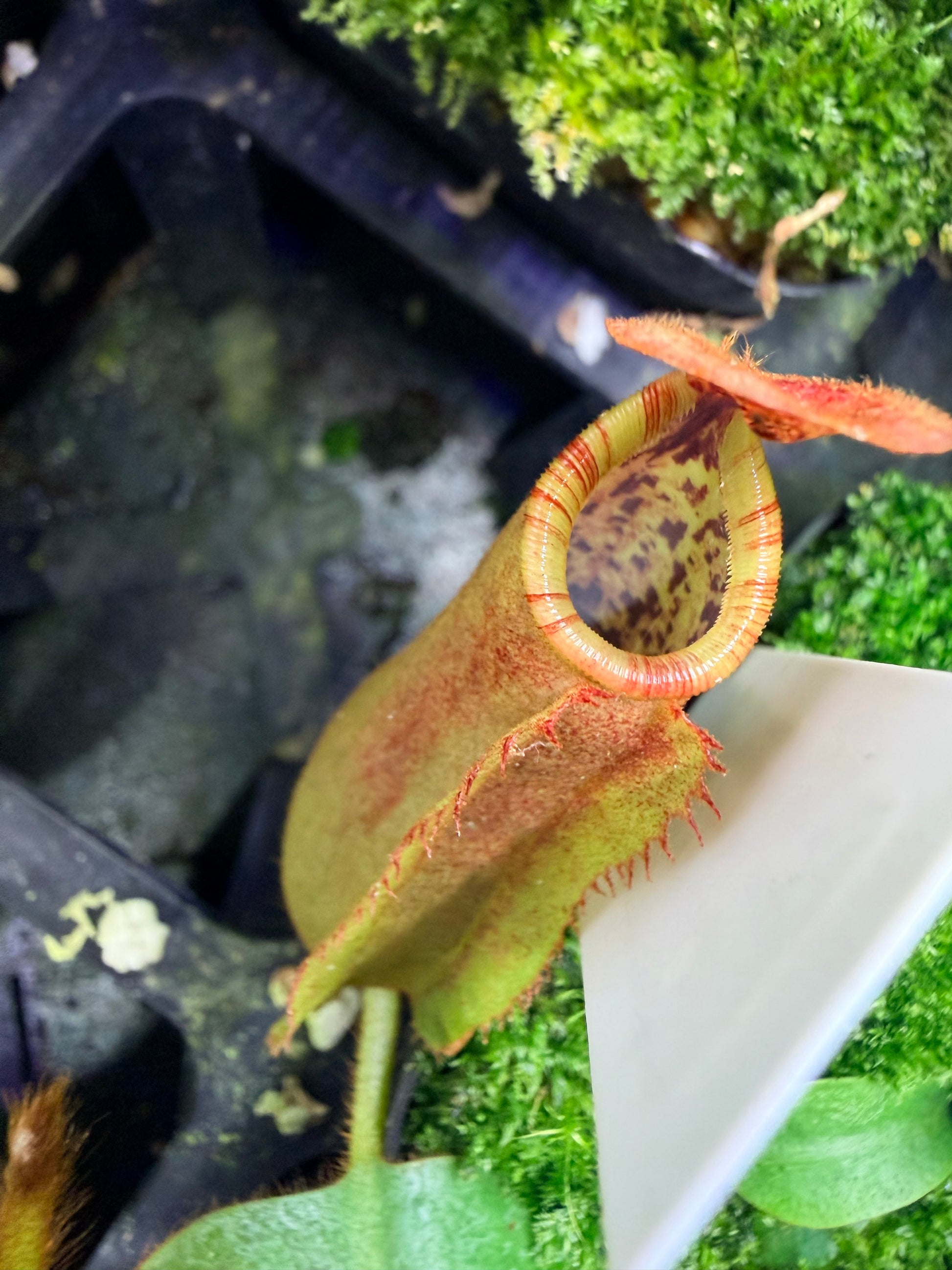 Nepenthes {[(lowii x veitchii) x boschiana)] x veitchii "The Wave"} x veitchii Candy Red - Pitcher Perfect Plants