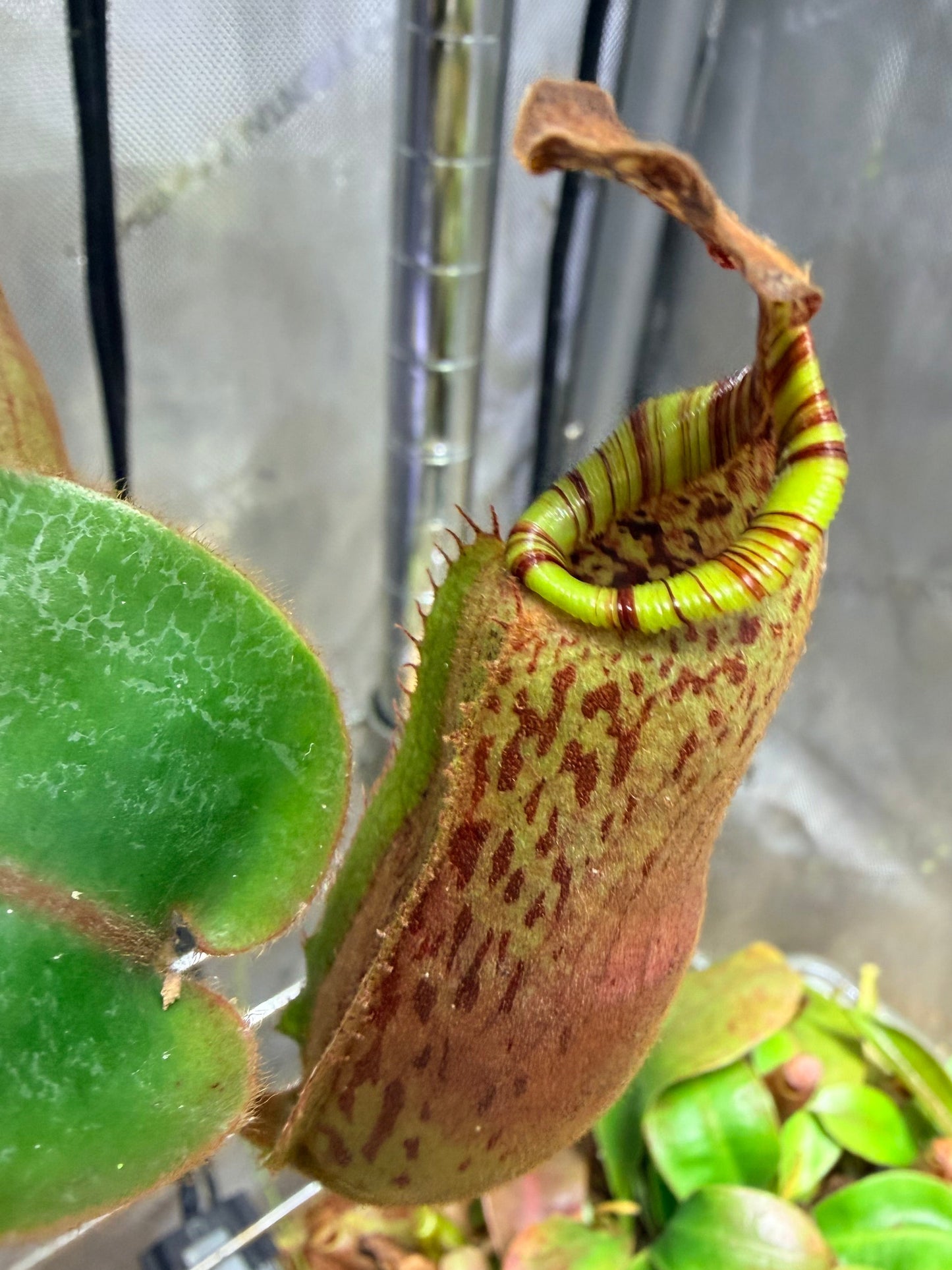 Nepenthes [(lowii x veitchii) x boschiana)] "Red Ruffled" x veitchii 'Candy Dreams' - Pitcher Perfect Plants