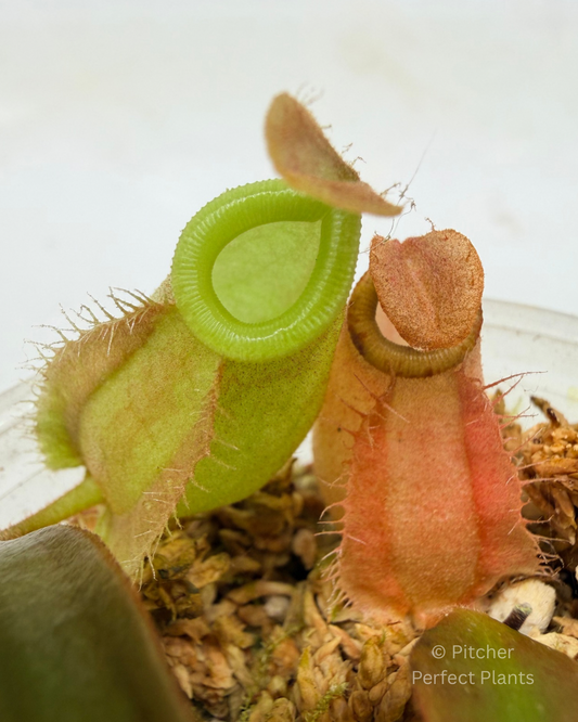 Nepenthes ampullaria, orange leaf (Tayeve, Irian Jaya) - Pitcher Perfect Plants