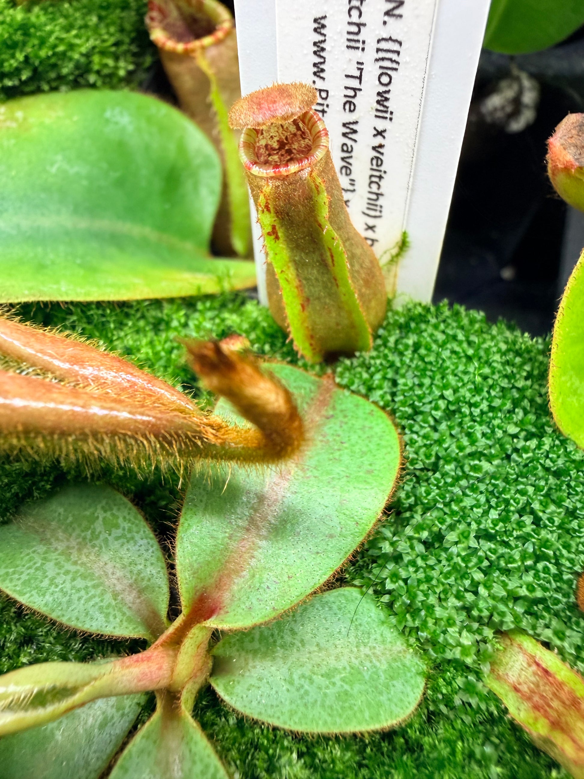 Nepenthes {[(lowii x veitchii) x boschiana)] x veitchii "The Wave"} x veitchii Candy Red - Pitcher Perfect Plants