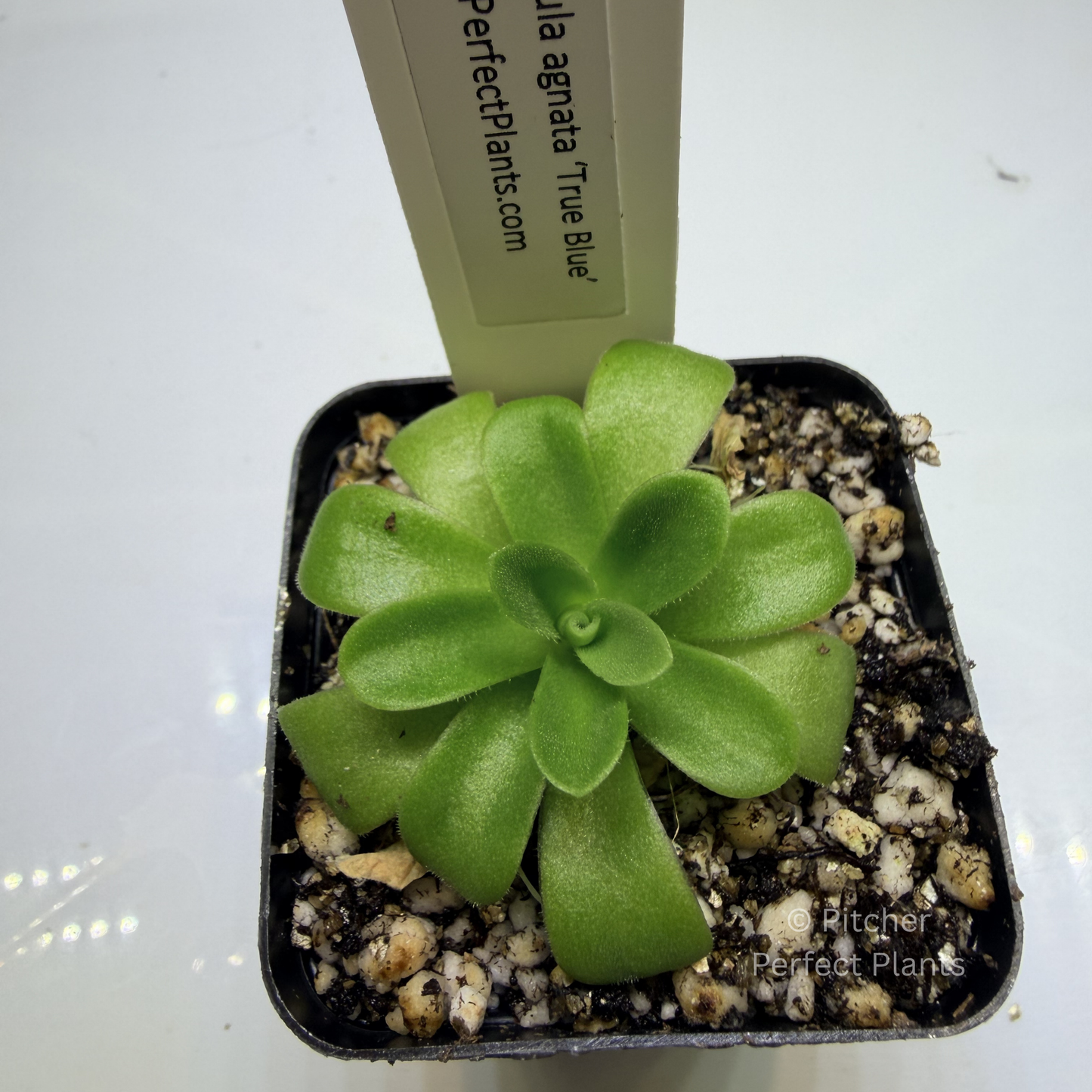 Pinguicula agnata ‘True Blue’ - Pitcher Perfect Plants