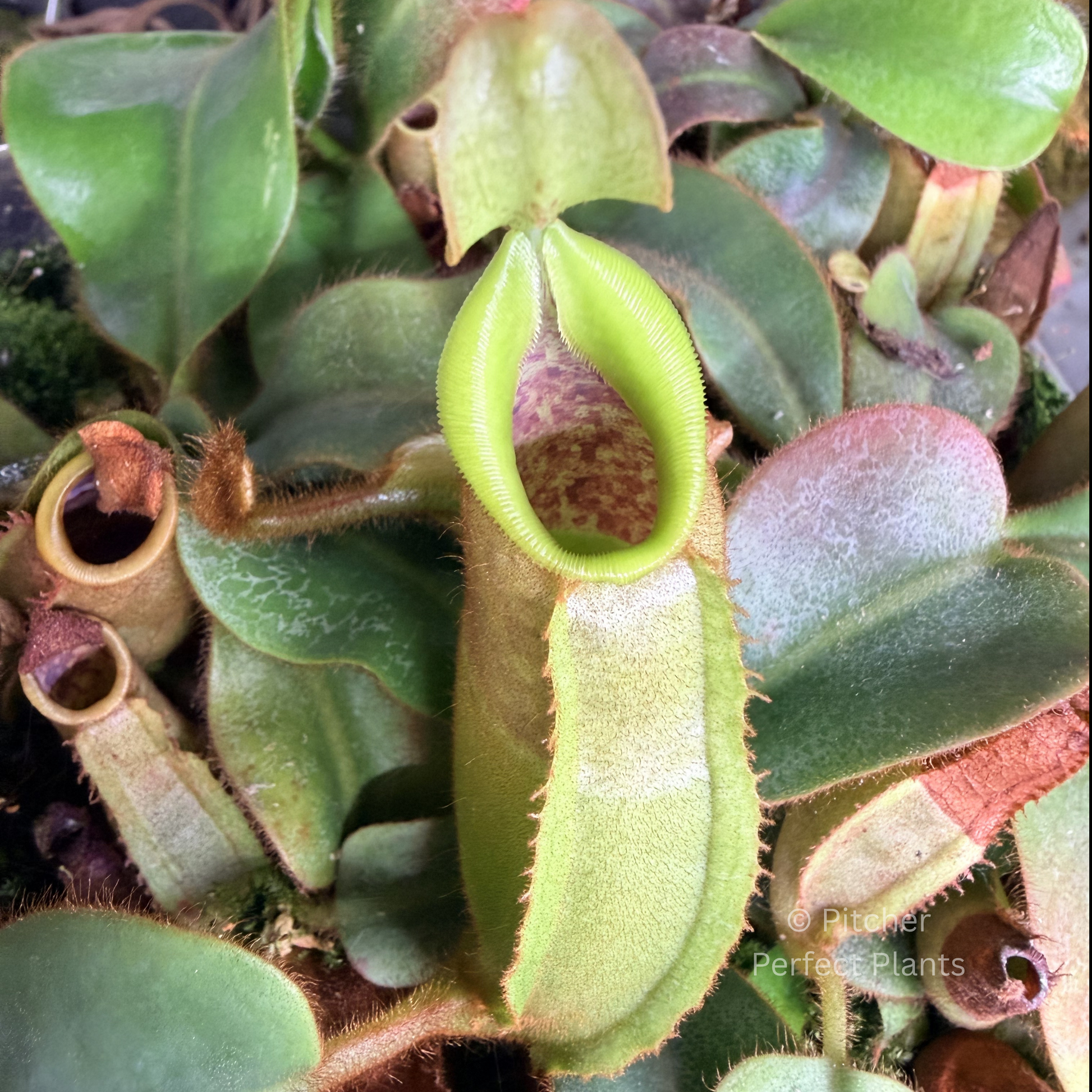 Nepenthes veitchii (CAR-0001 x BE-3734) - Pitcher Perfect Plants