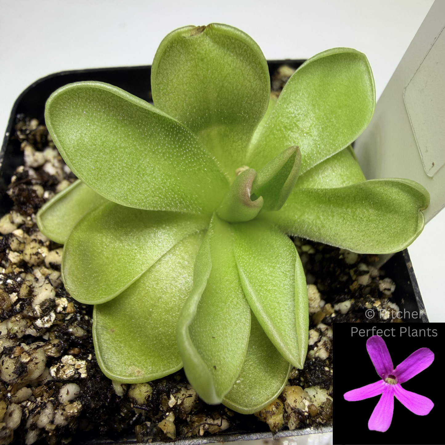 Pinguicula "Estrellita" - Pitcher Perfect Plants