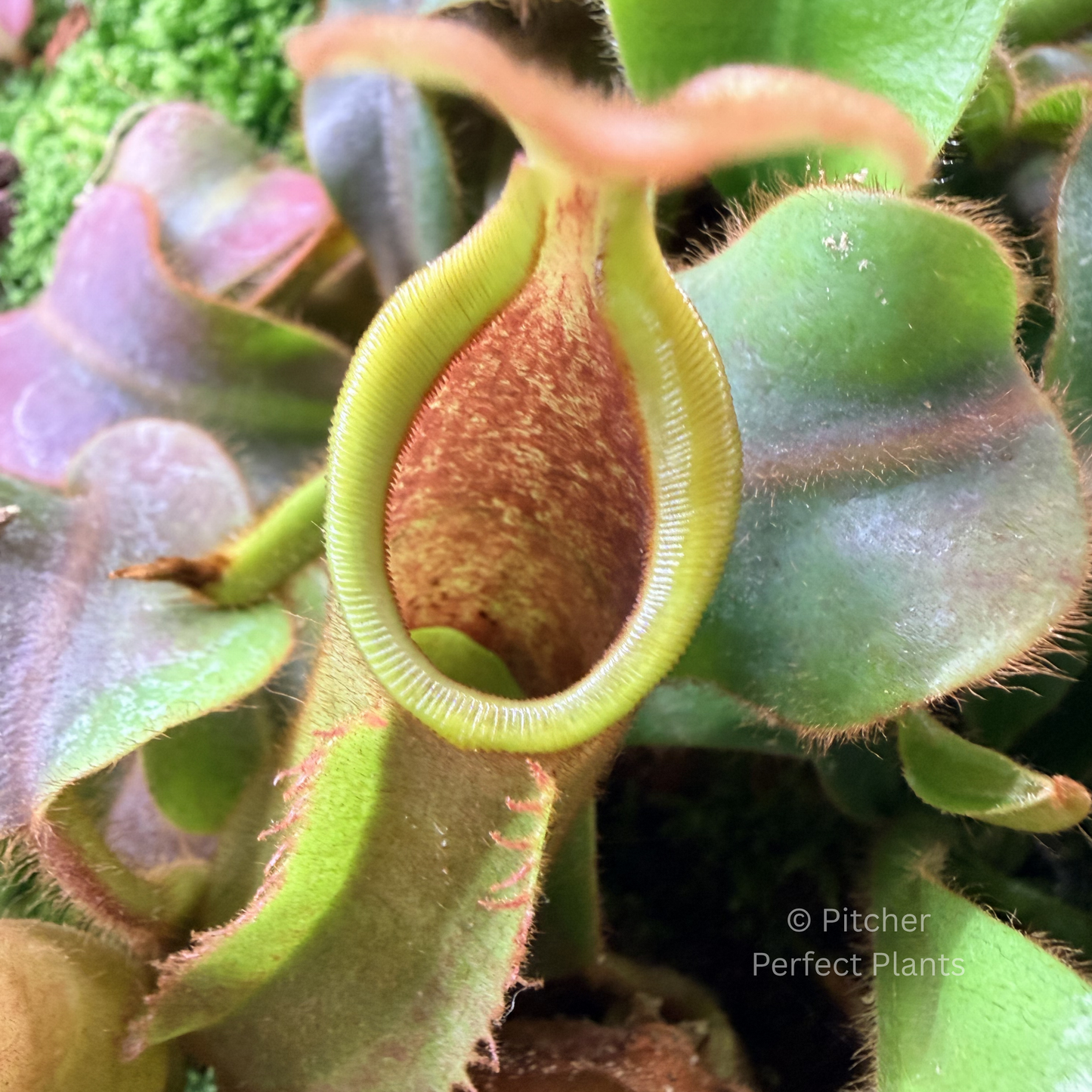 Nepenthes veitchii (CAR-0001 x BE-4021) - Pitcher Perfect Plants