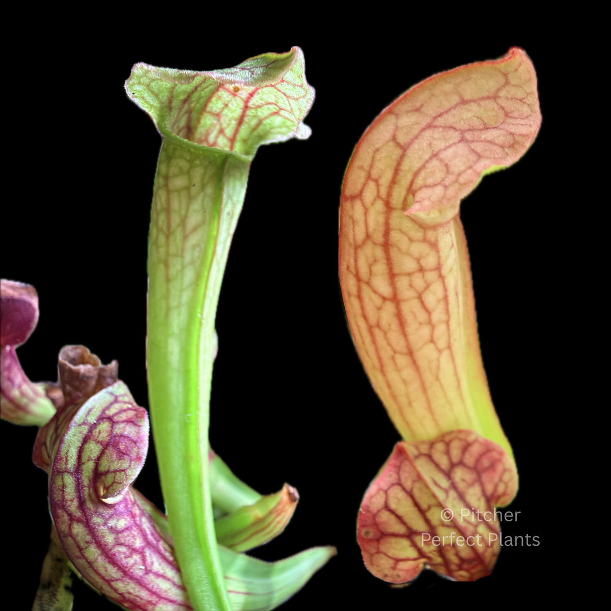 Sarracenia Philadelphia - Pitcher Perfect Plants