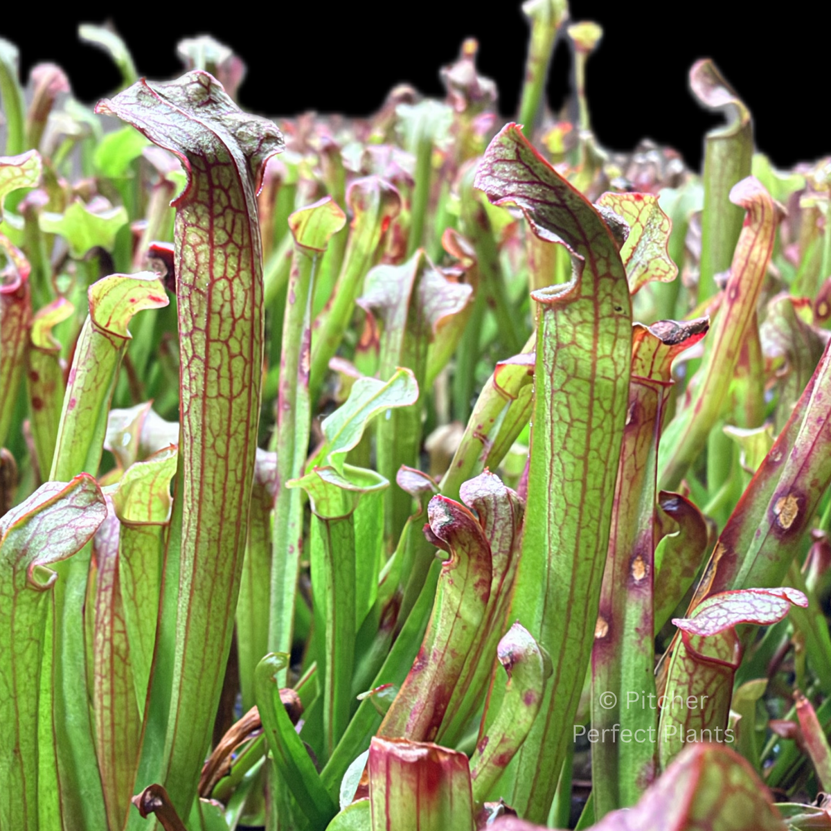 Sarracenia 'Judith Hindle' - Pitcher Perfect Plants