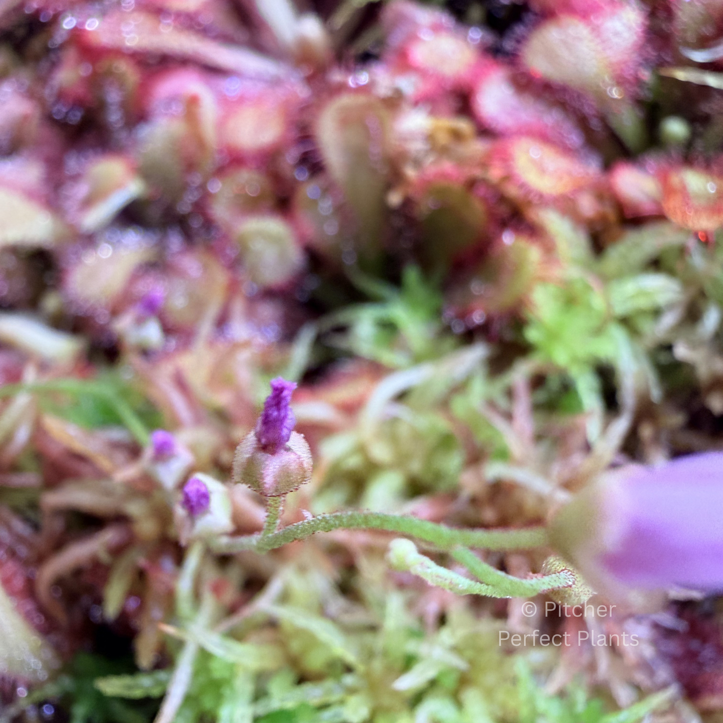 Drosera venusta, Seed-grown - Pitcher Perfect Plants