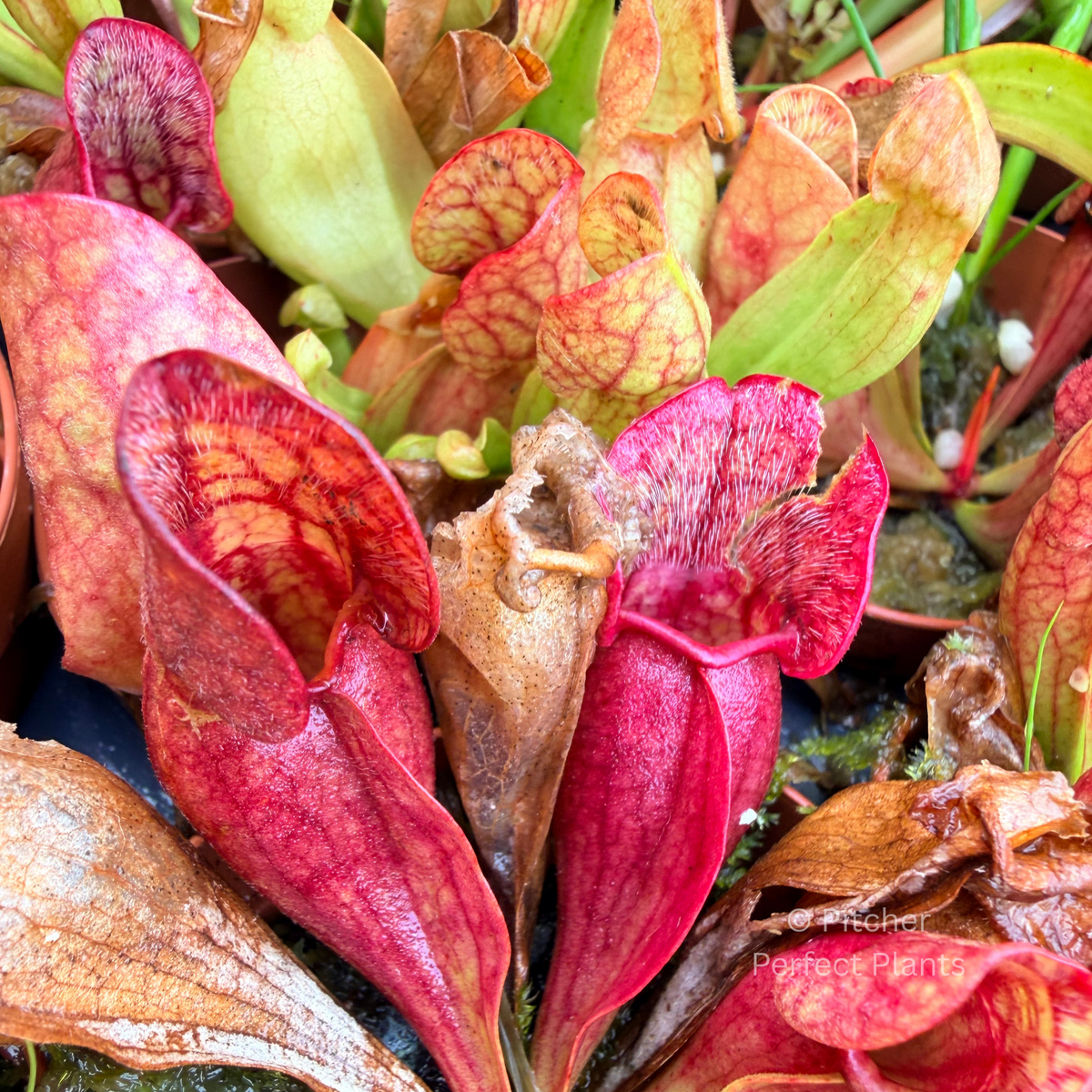 Sarracenia purpurea venosa - Pitcher Perfect Plants