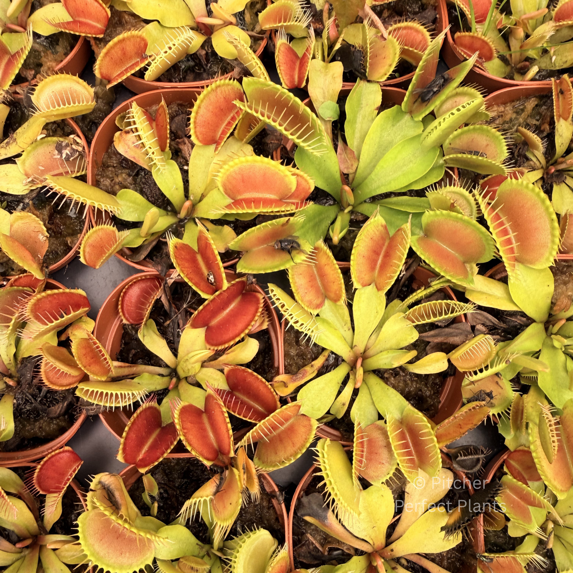 Venus flytrap (Dionaea muscipula) - Pitcher Perfect Plants