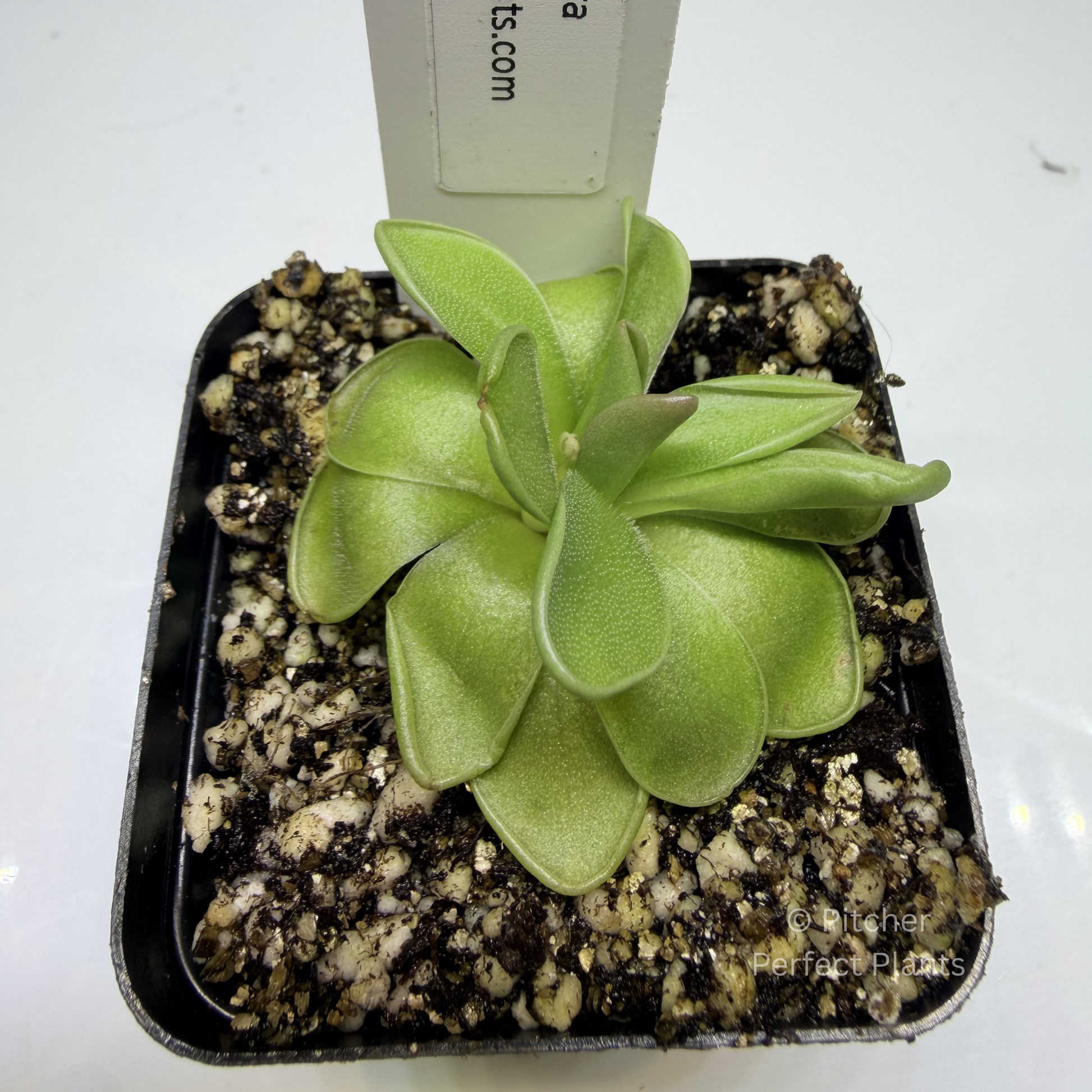 Pinguicula estrellita - Pitcher Perfect Plants