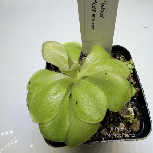 Pinguicula ‘Sethos’ - Pitcher Perfect Plants
