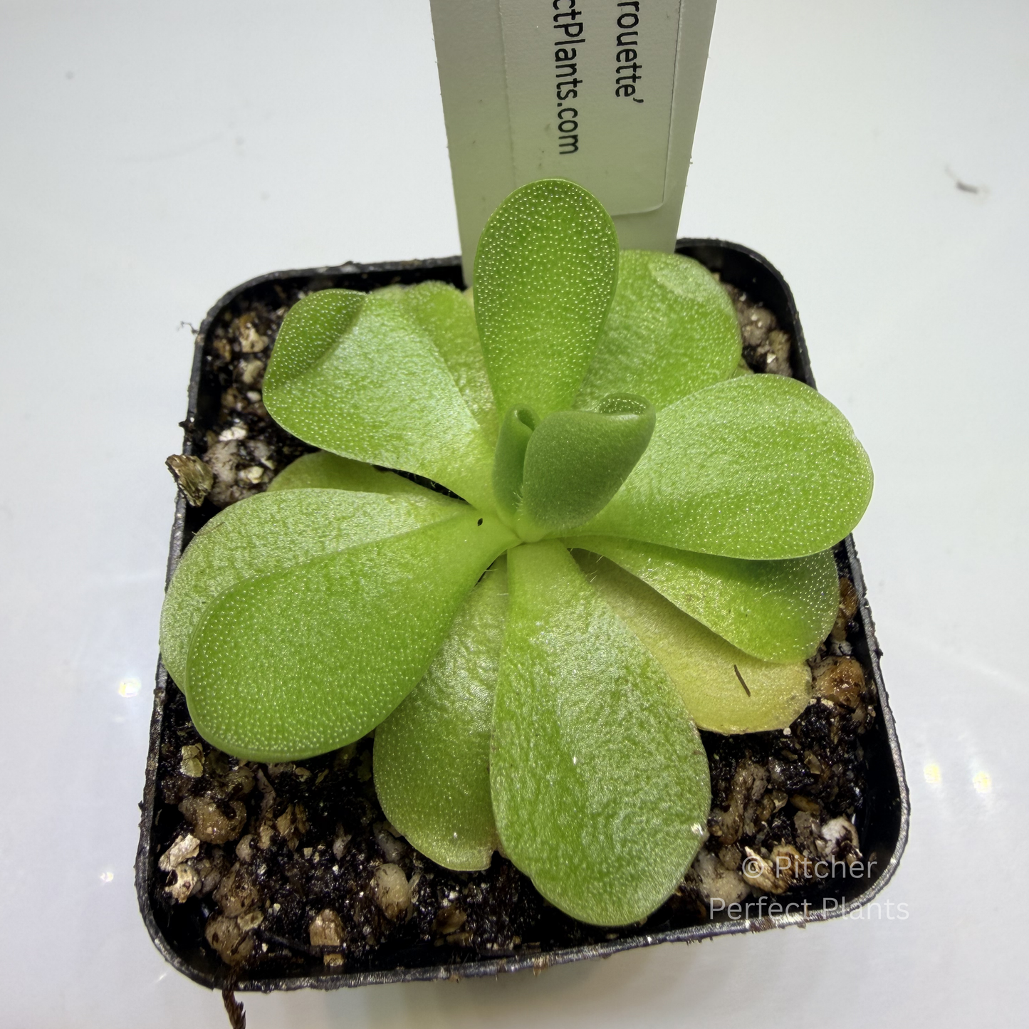 Pinguicula ‘Pirouette’ - Pitcher Perfect Plants