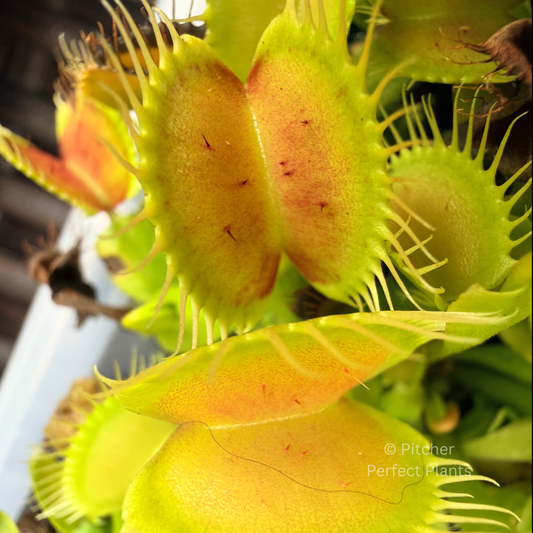 Dionaea muscipula 'B52' - Pitcher Perfect Plants