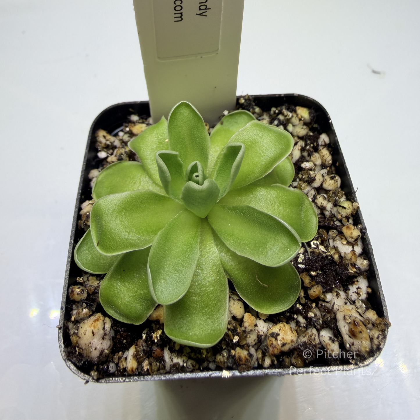 Pinguicula ehlersiae "Cotton Candy" - Pitcher Perfect Plants