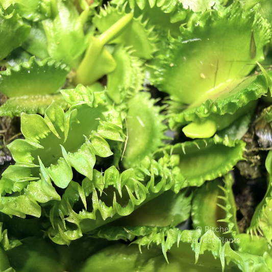 Dionaea muscipula 'Chinese Dumpling' - Pitcher Perfect Plants