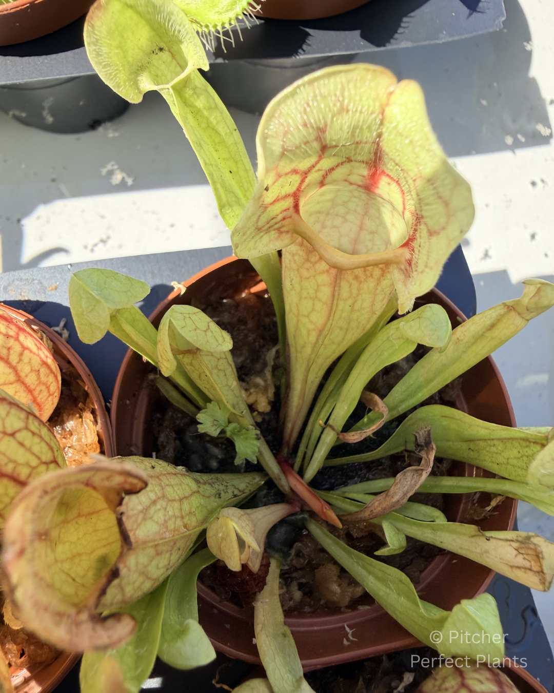 Sarracenia purpurea venosa - Pitcher Perfect Plants