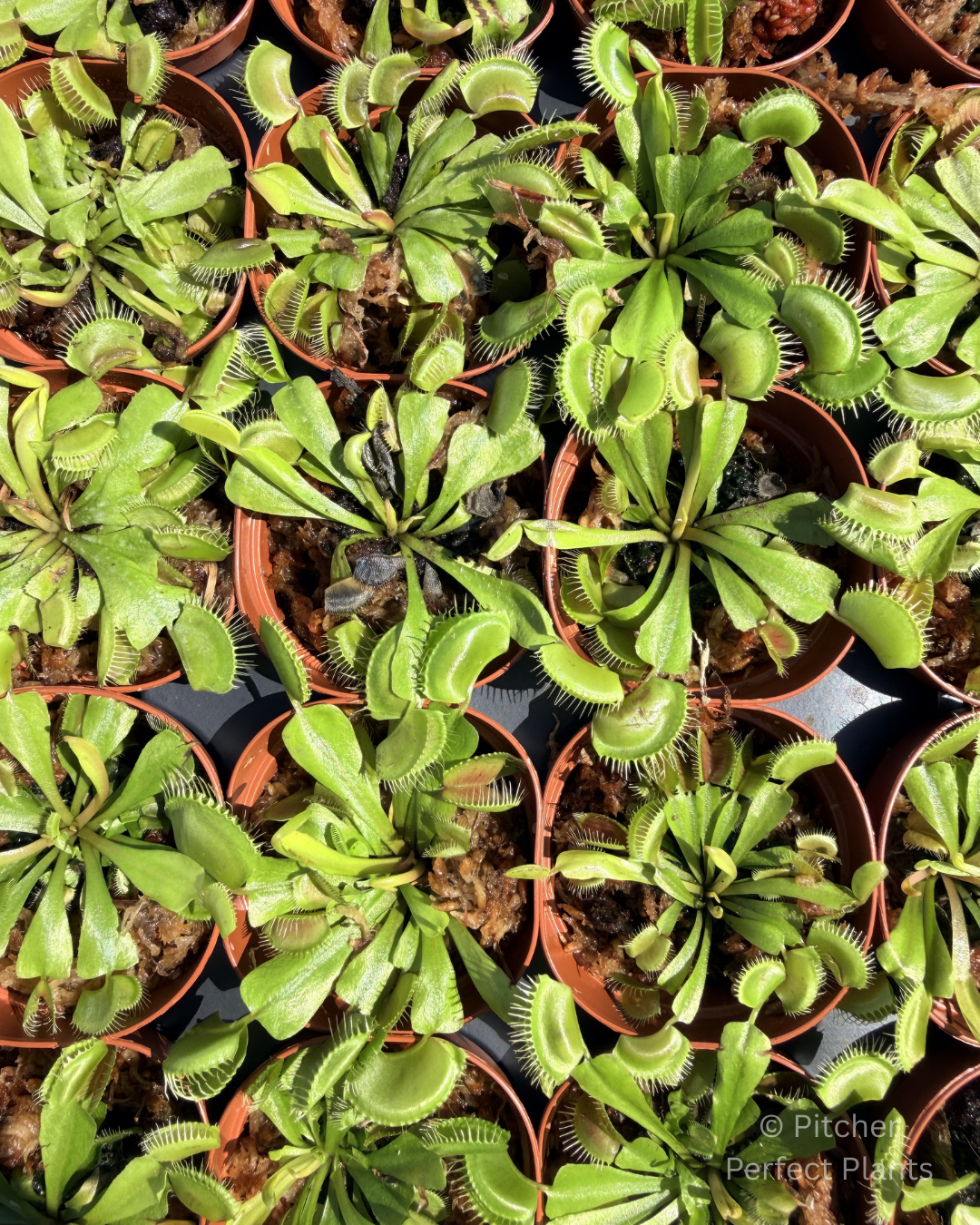 Venus flytrap (Dionaea muscipula) - Pitcher Perfect Plants