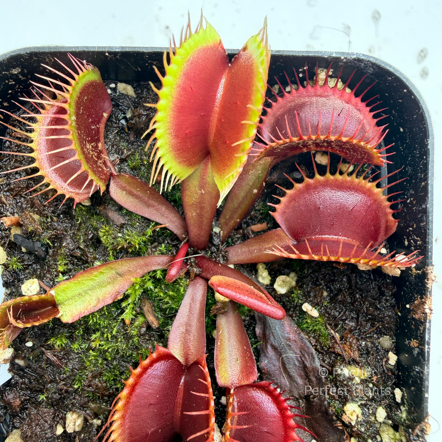 Dionaea muscipula 'Purple Haze'