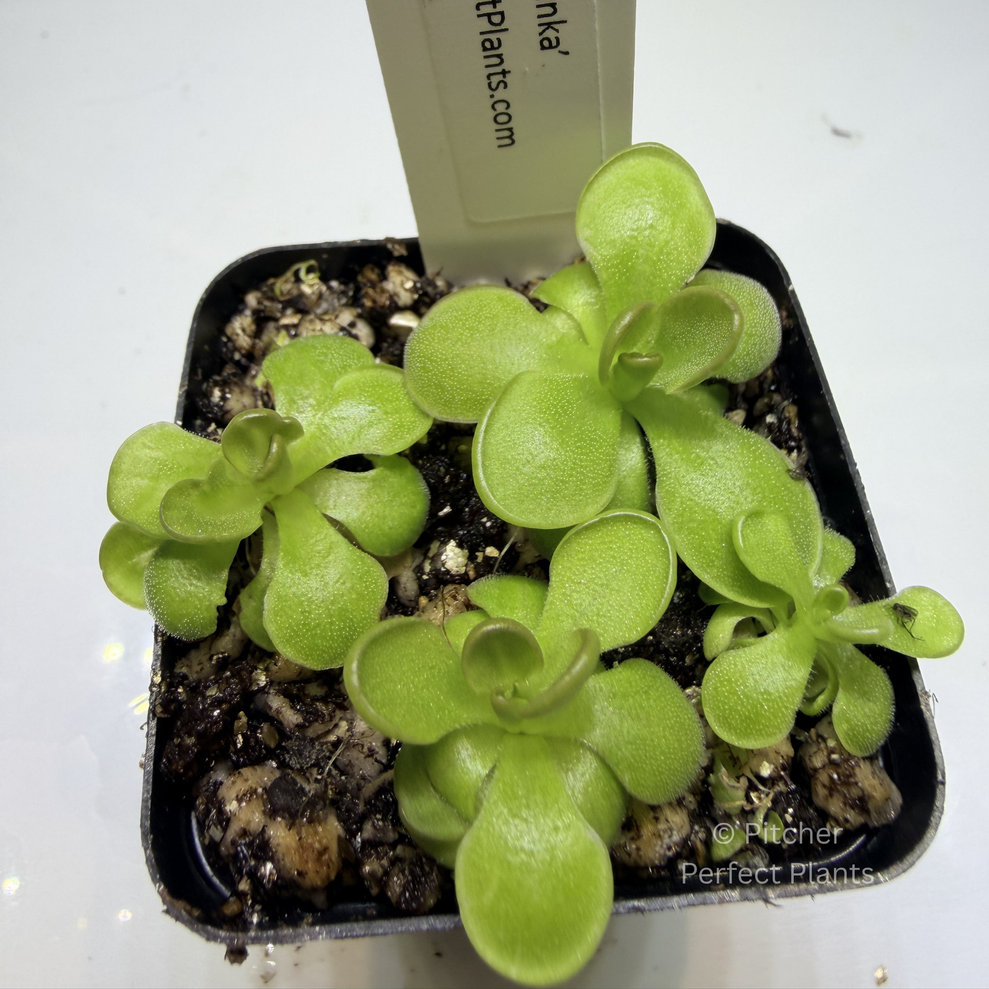 Pinguicula ‘Hanka’ - Pitcher Perfect Plants