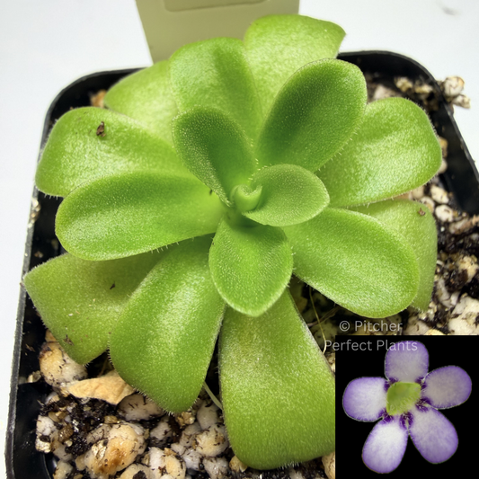 Pinguicula agnata ‘True Blue’