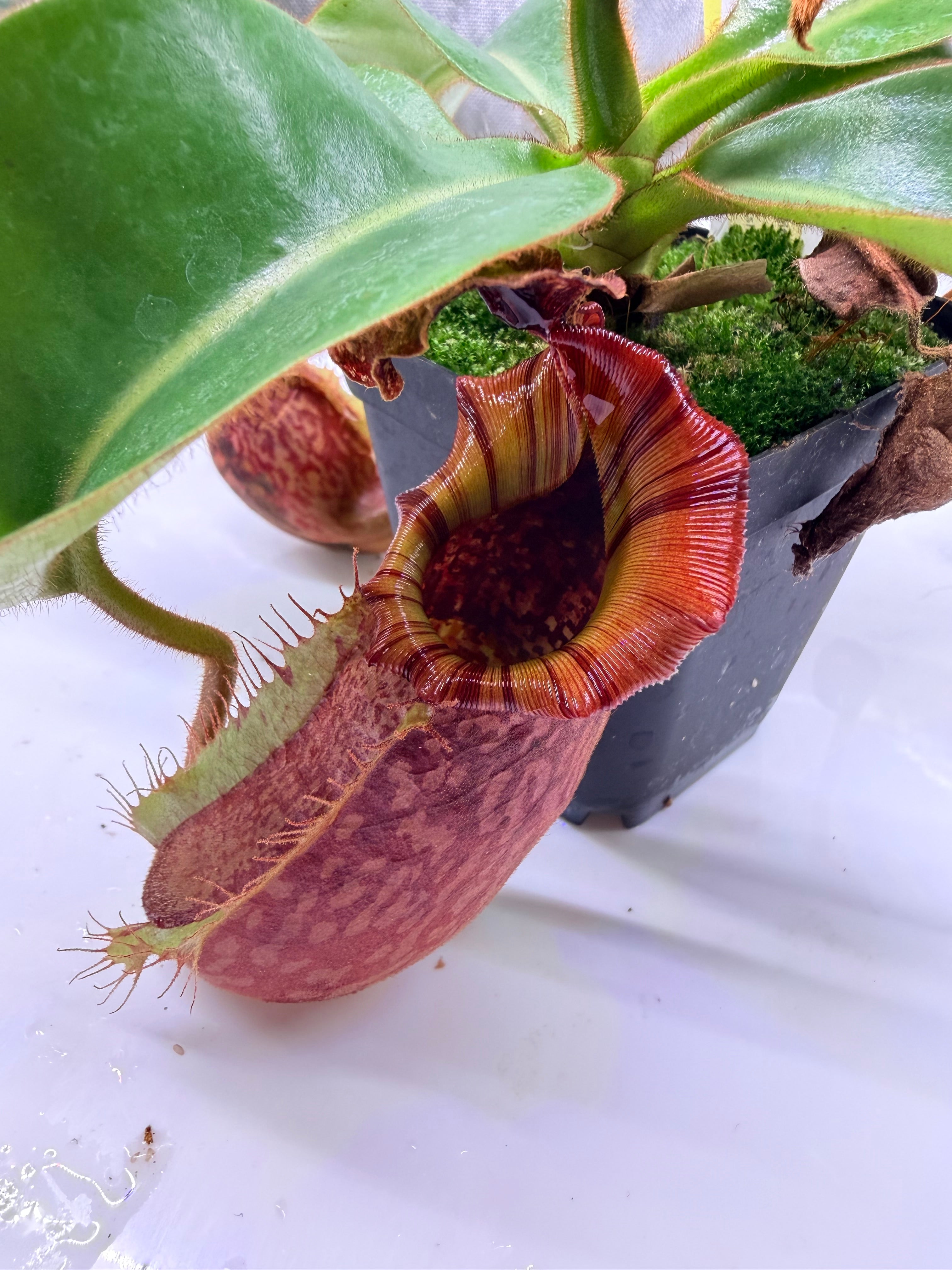Nepenthes maxima 'Geoff Wong' x veitchii 'Candy Dreams' – Pitcher