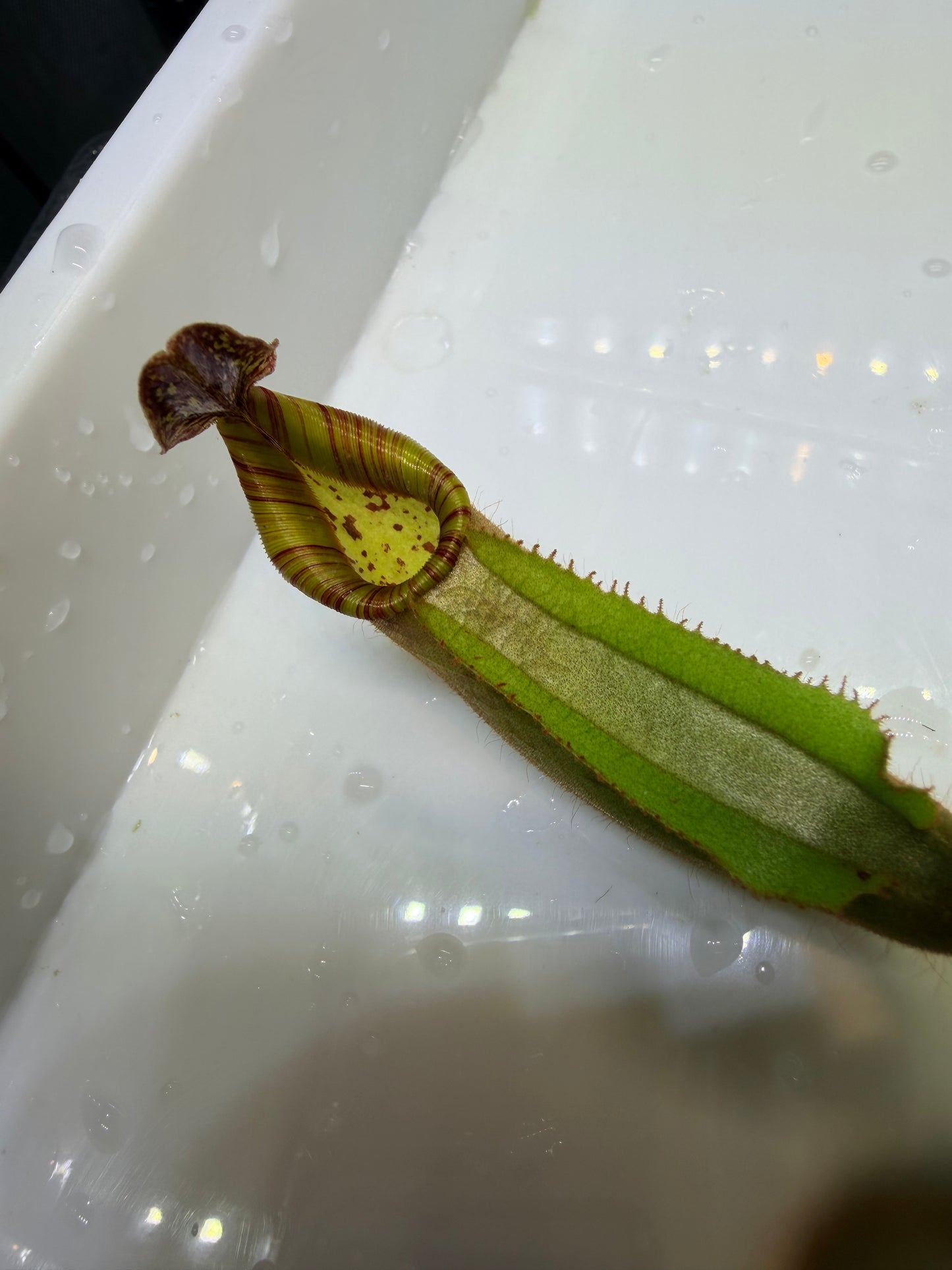 Nepenthes veitchii (JB x variegated (k)) - Pitcher Perfect Plants