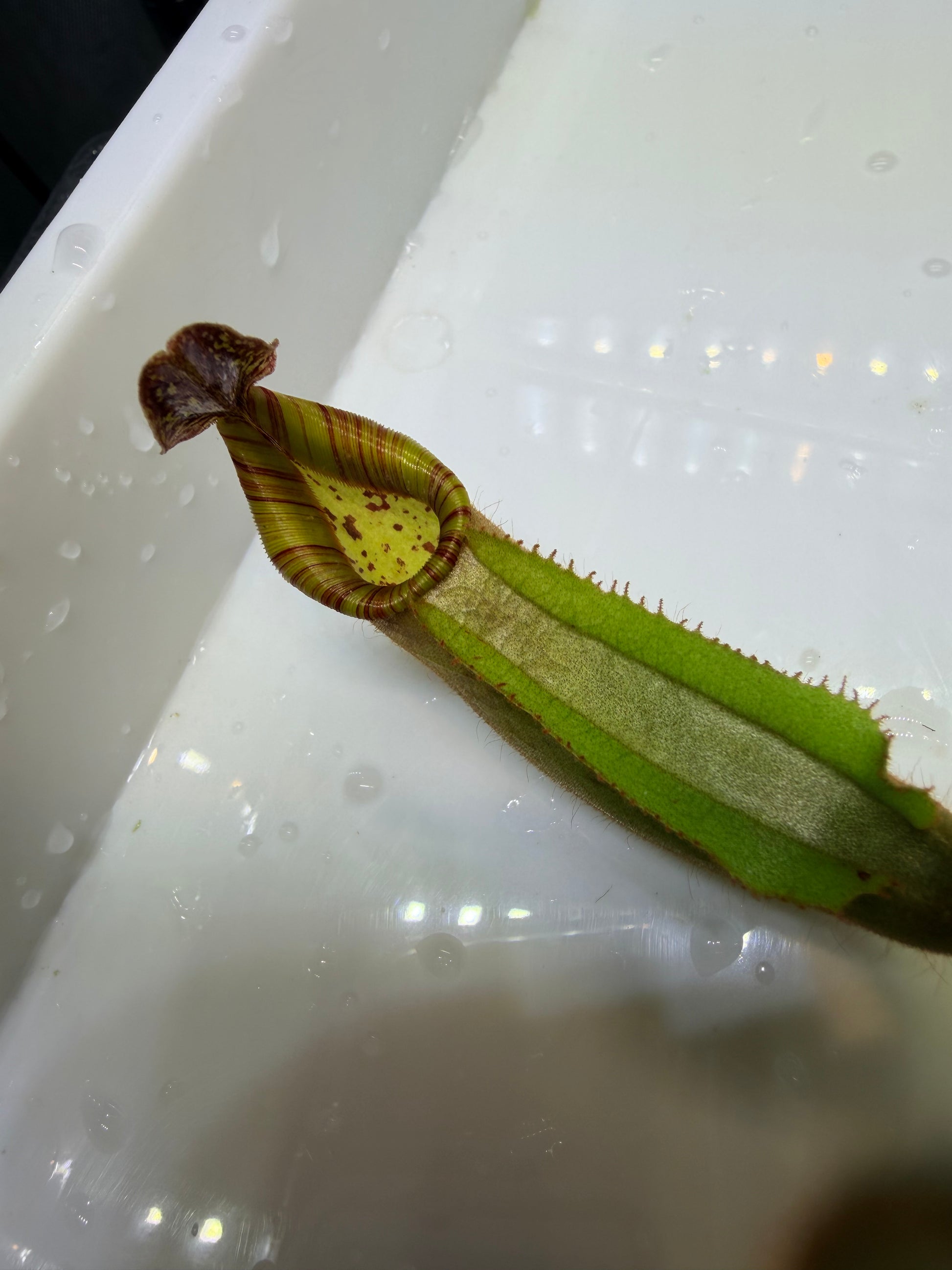 Nepenthes veitchii (JB x variegated (k)) - Pitcher Perfect Plants