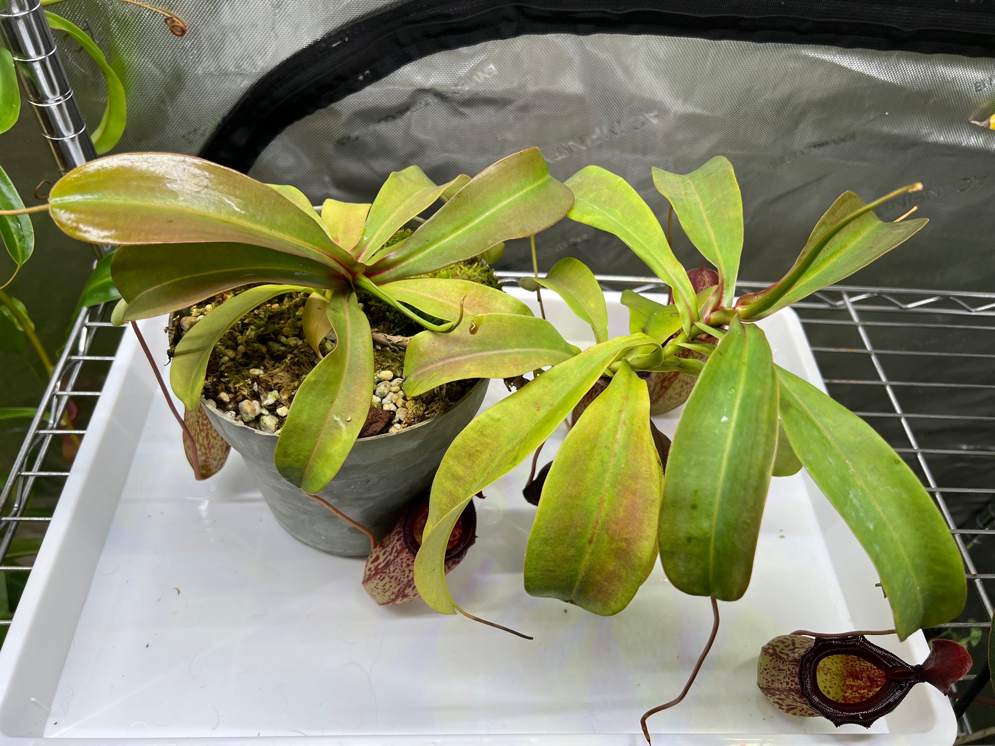 Nepenthes 'Mimi's Kiss' - Pitcher Perfect Plants