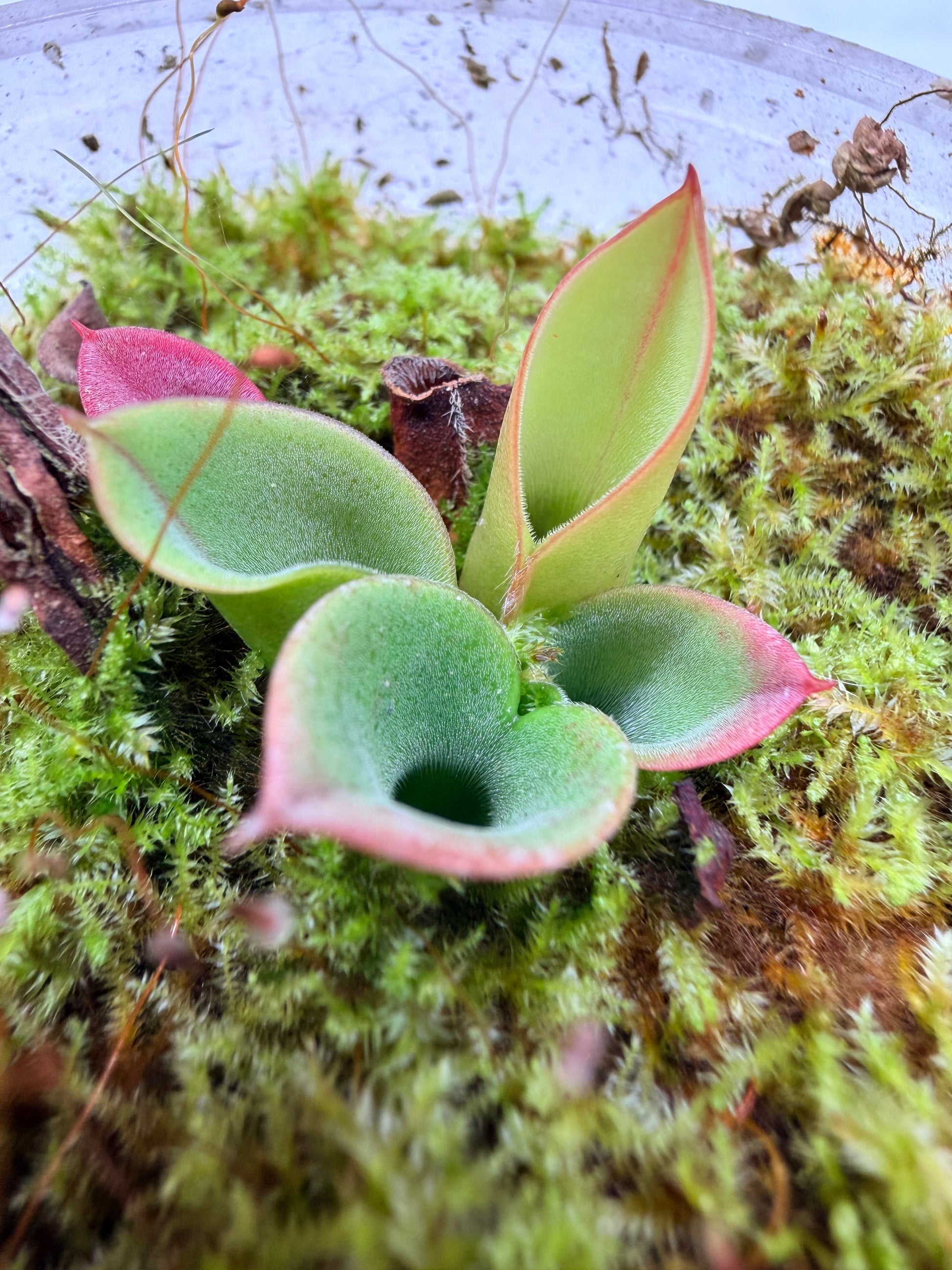 Heliamphora minor Big Orange - Pitcher Perfect Plants