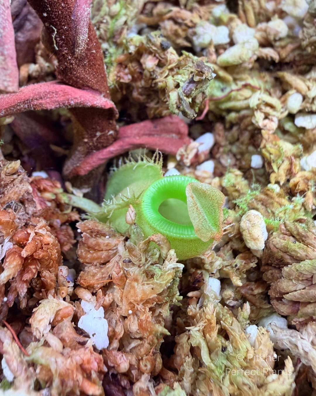 Nepenthes ampullaria, orange leaf (Tayeve, Irian Jaya) - Pitcher Perfect Plants