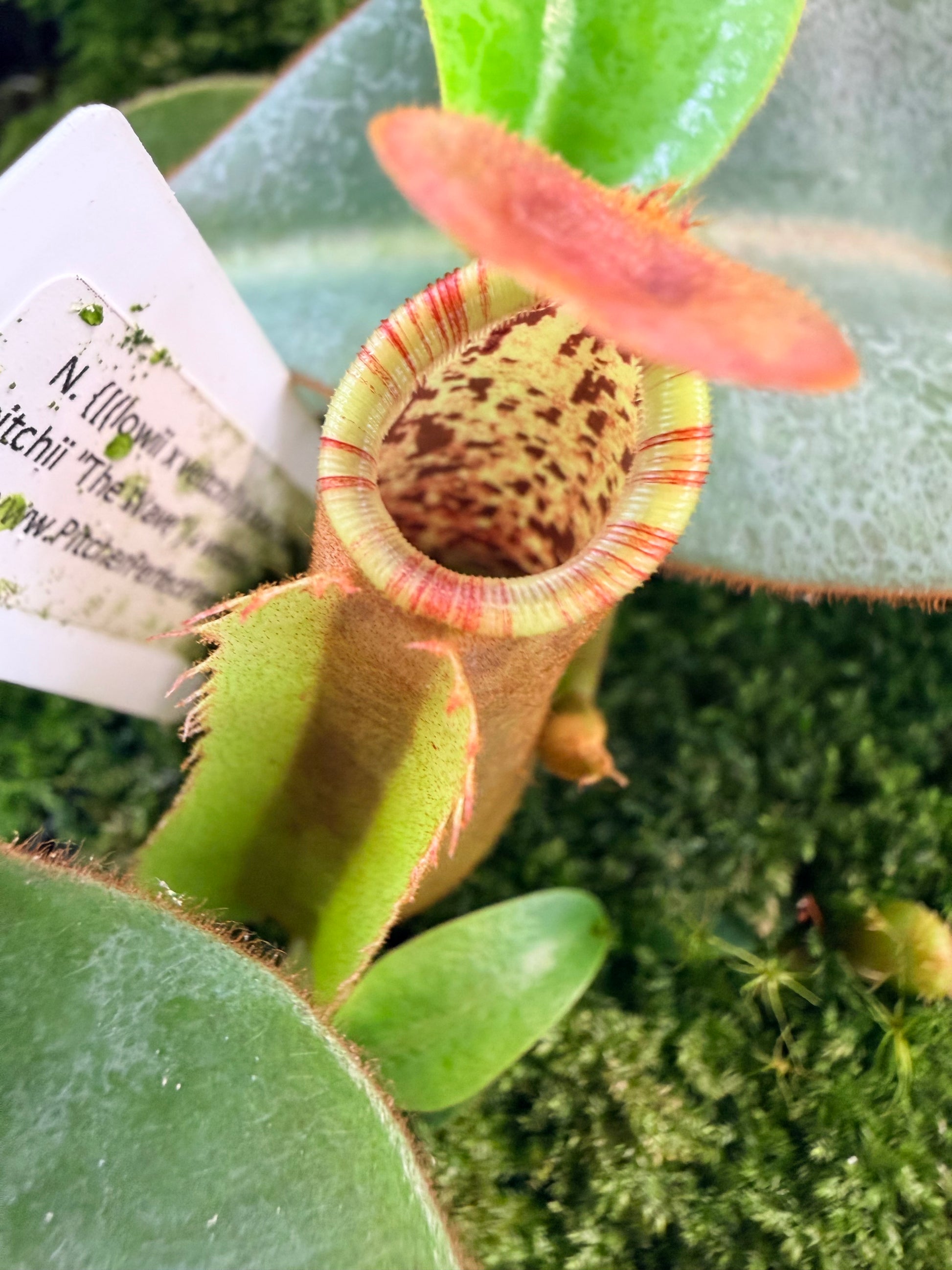 Nepenthes {[(lowii x veitchii) x boschiana)] x veitchii "The Wave"} x veitchii Candy Red - Pitcher Perfect Plants