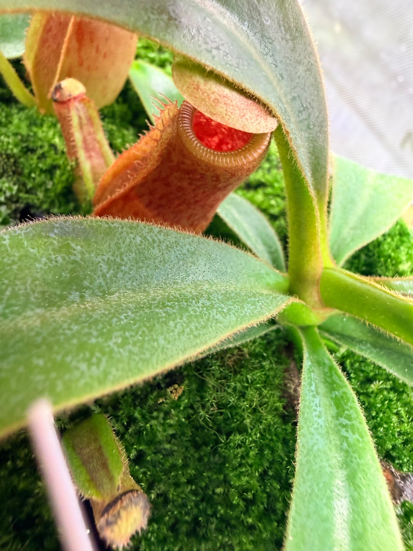 Nepenthes veitchii (CK mostly striped) x Trusmadiensis SG - Pitcher Perfect Plants