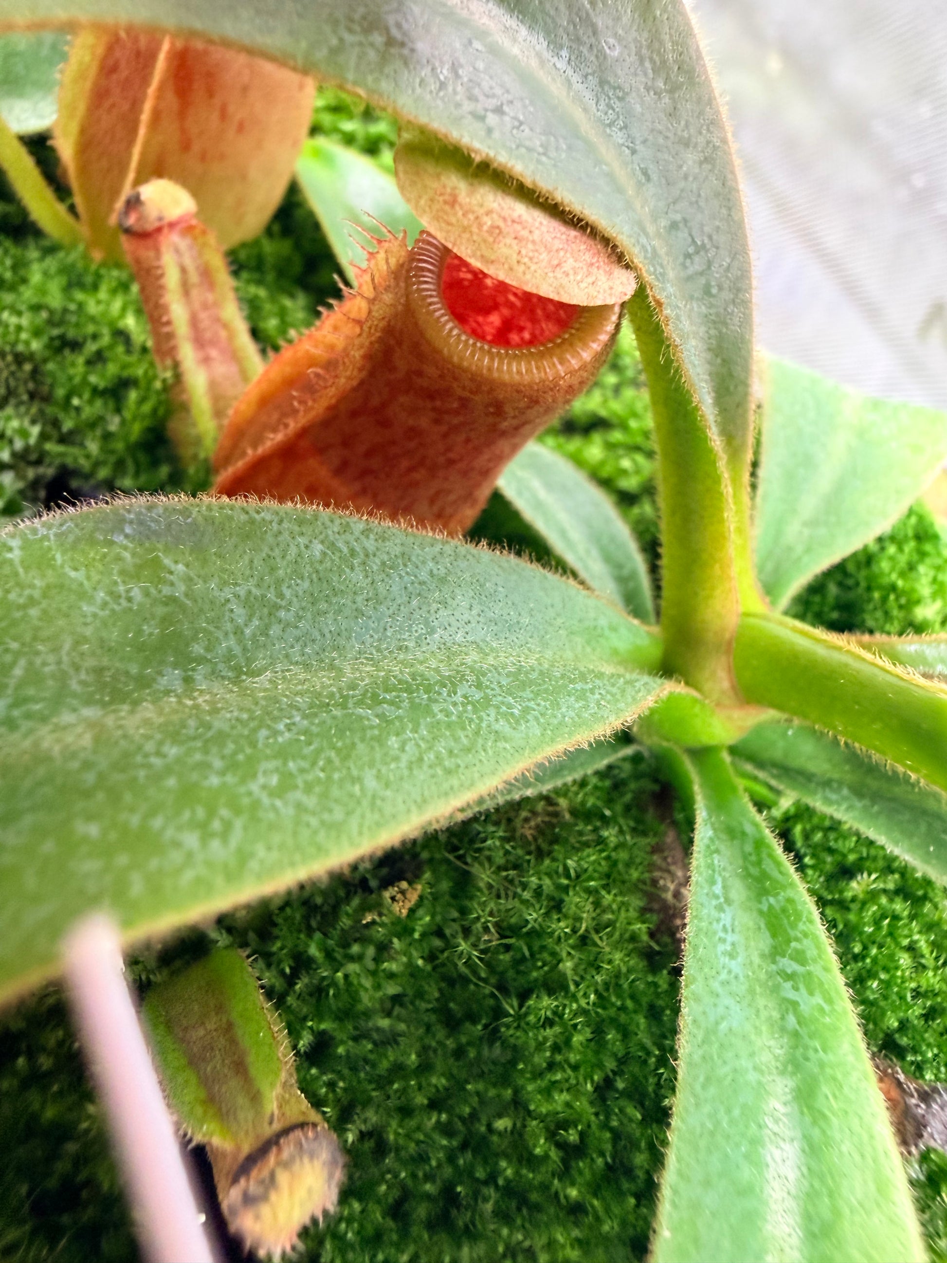 Nepenthes veitchii (CK mostly striped) x Trusmadiensis SG - Pitcher Perfect Plants