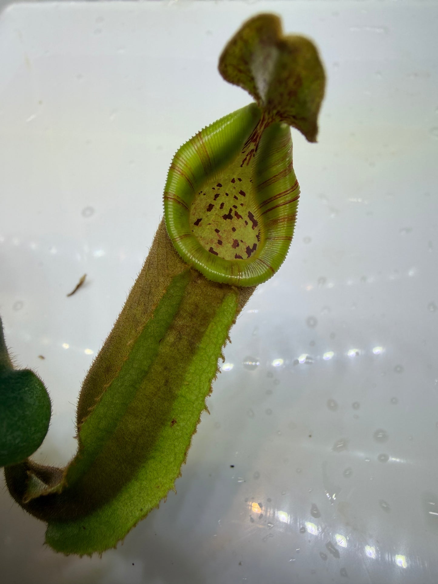 Nepenthes veitchii (JB x variegated (k)) - Pitcher Perfect Plants