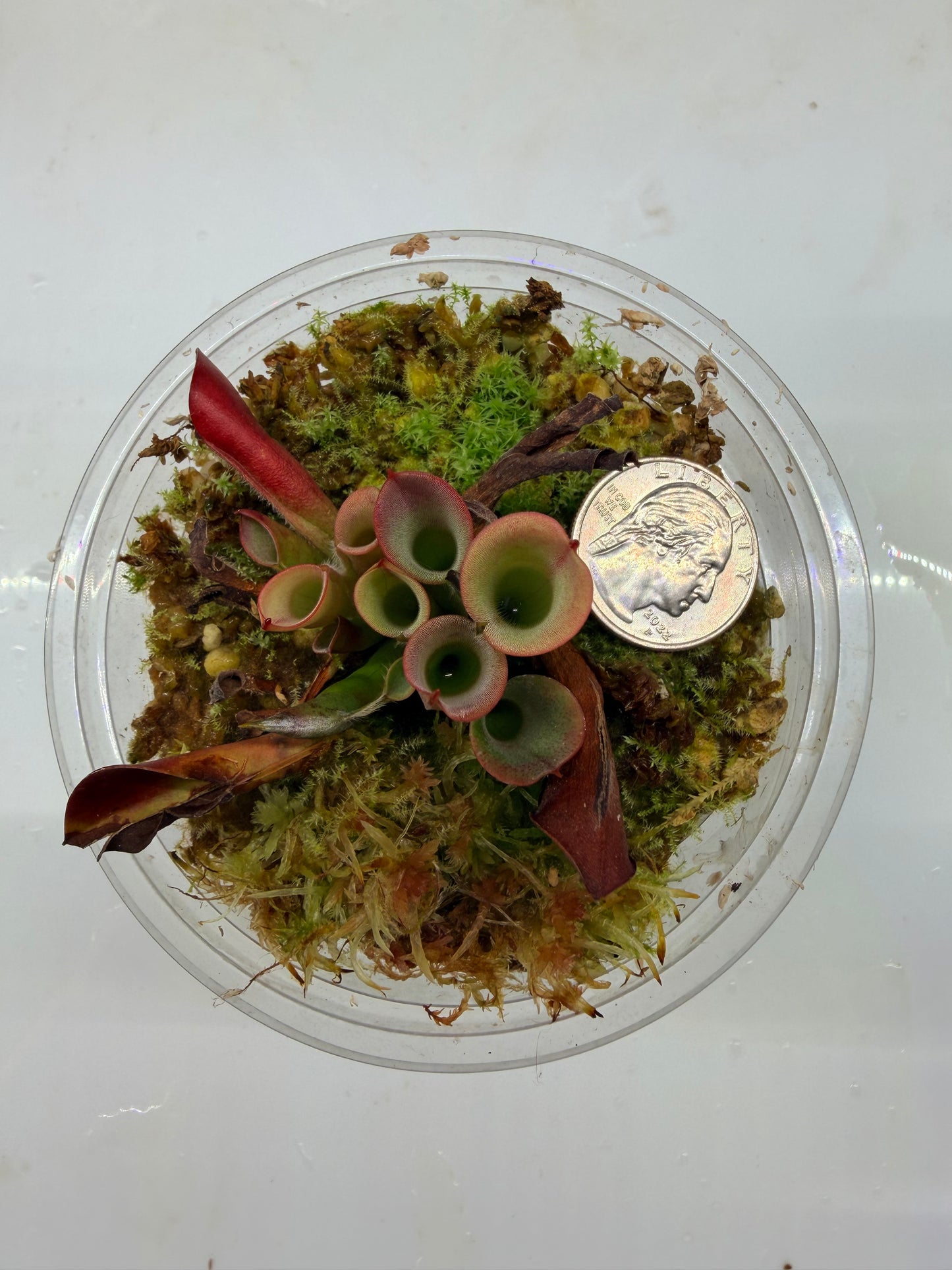 Heliamphora minor Big Orange - Pitcher Perfect Plants